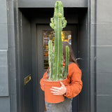 Euphorbia eritrea (27cm pot) - grow urban. UK