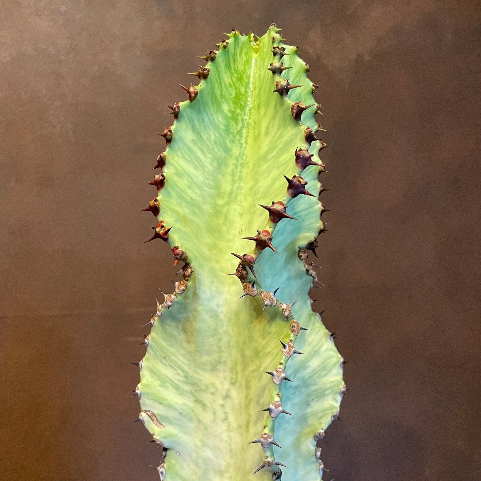 Euphorbia ingens ‘Variegata’ (21cm pot) - grow urban. UK