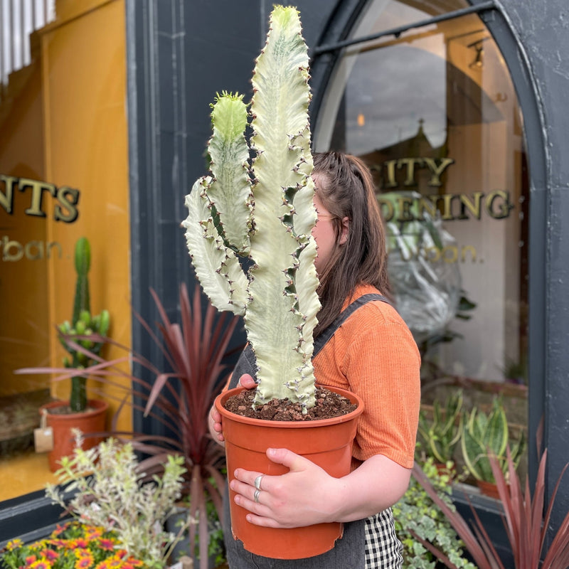 Euphorbia ingens ‘Variegata’ (24cm pot) - grow urban. UK