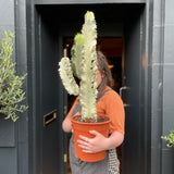 Euphorbia ingens ‘Variegata’ (24cm pot) - grow urban. UK