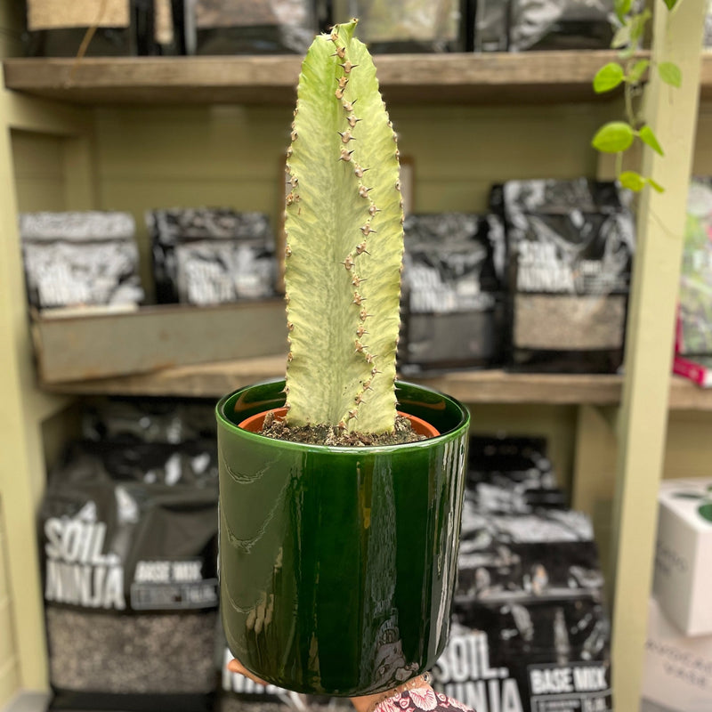 Euphorbia ingens ‘Variegata’ - grow urban. UK