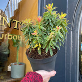 Euphorbia x martini 'Kolibri' - grow urban. UK
