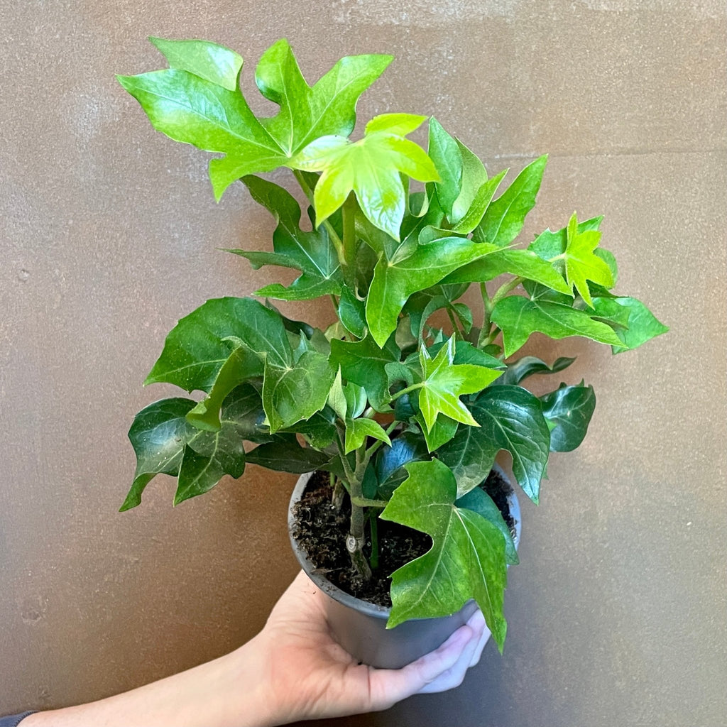 fatshedera indoor plant Fatshedera