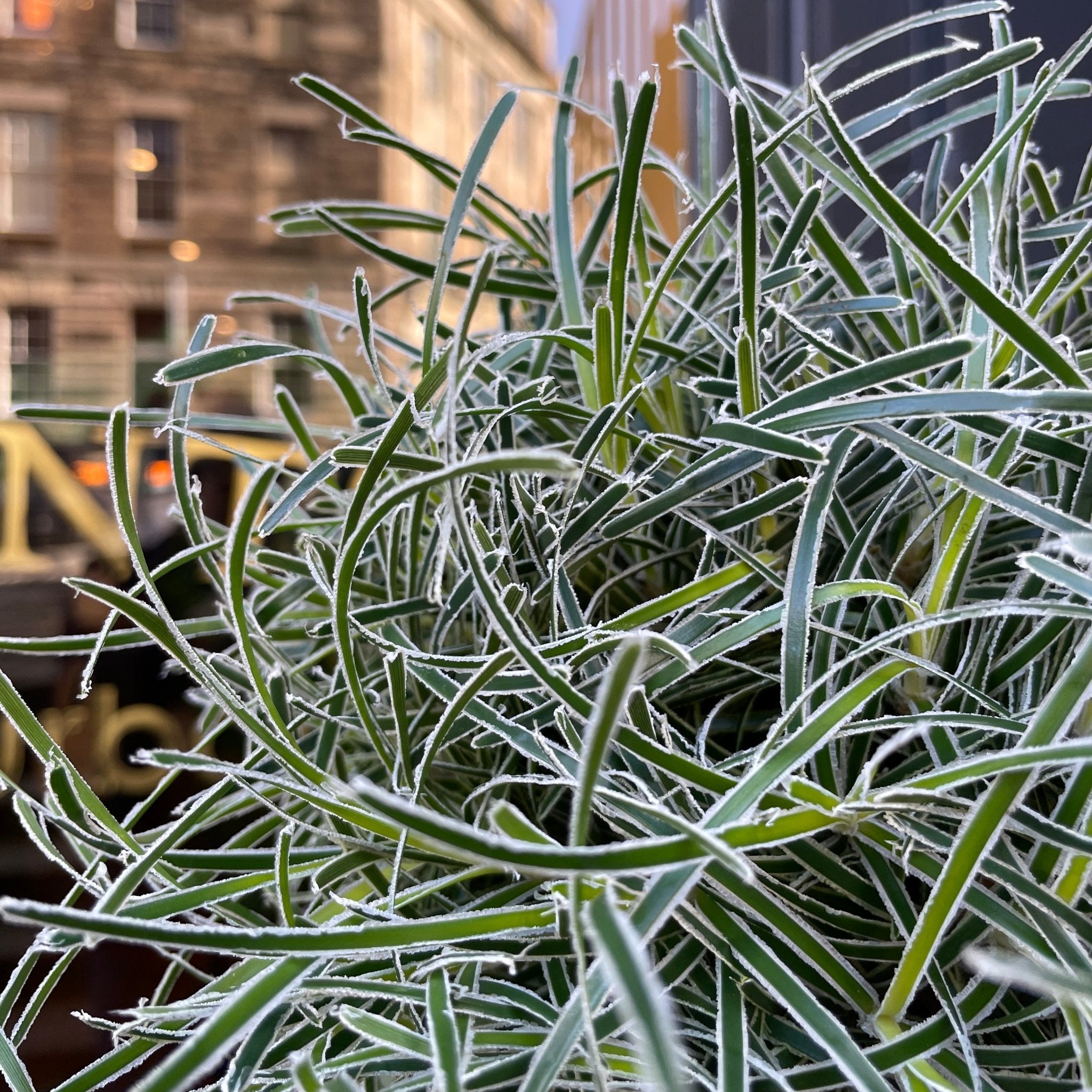 Ficinia truncata 'Ice Crystal' - grow urban. UK