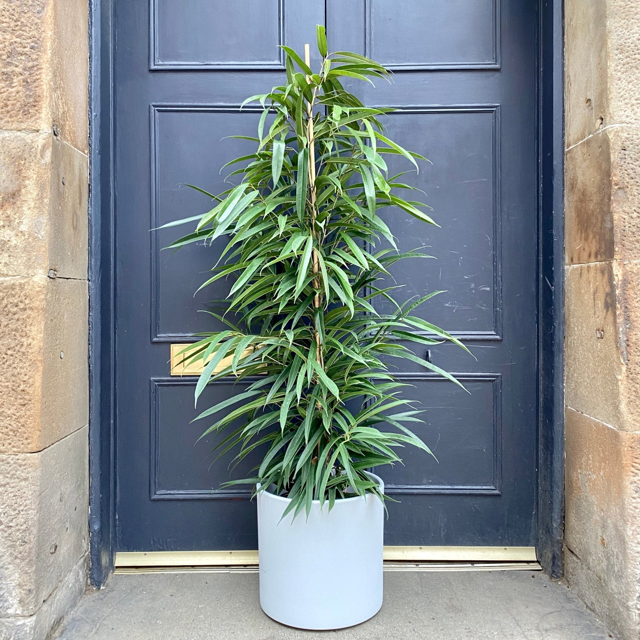 Ficus ‘Alii’ (27cm pot) - grow urban. UK