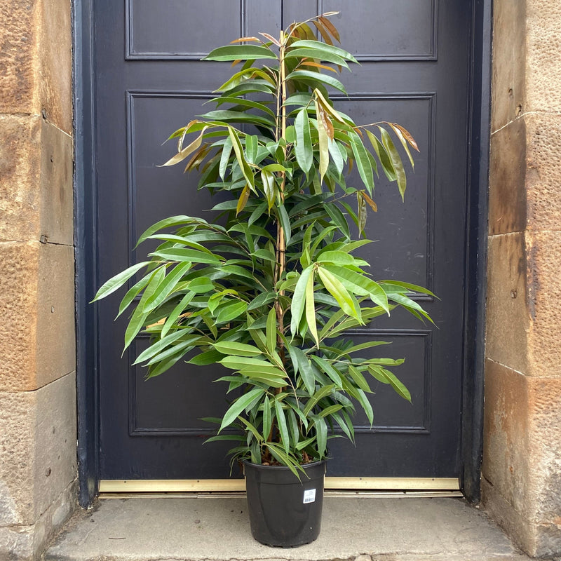 Ficus ‘Amstel King’ (27cm pot) - grow urban. UK