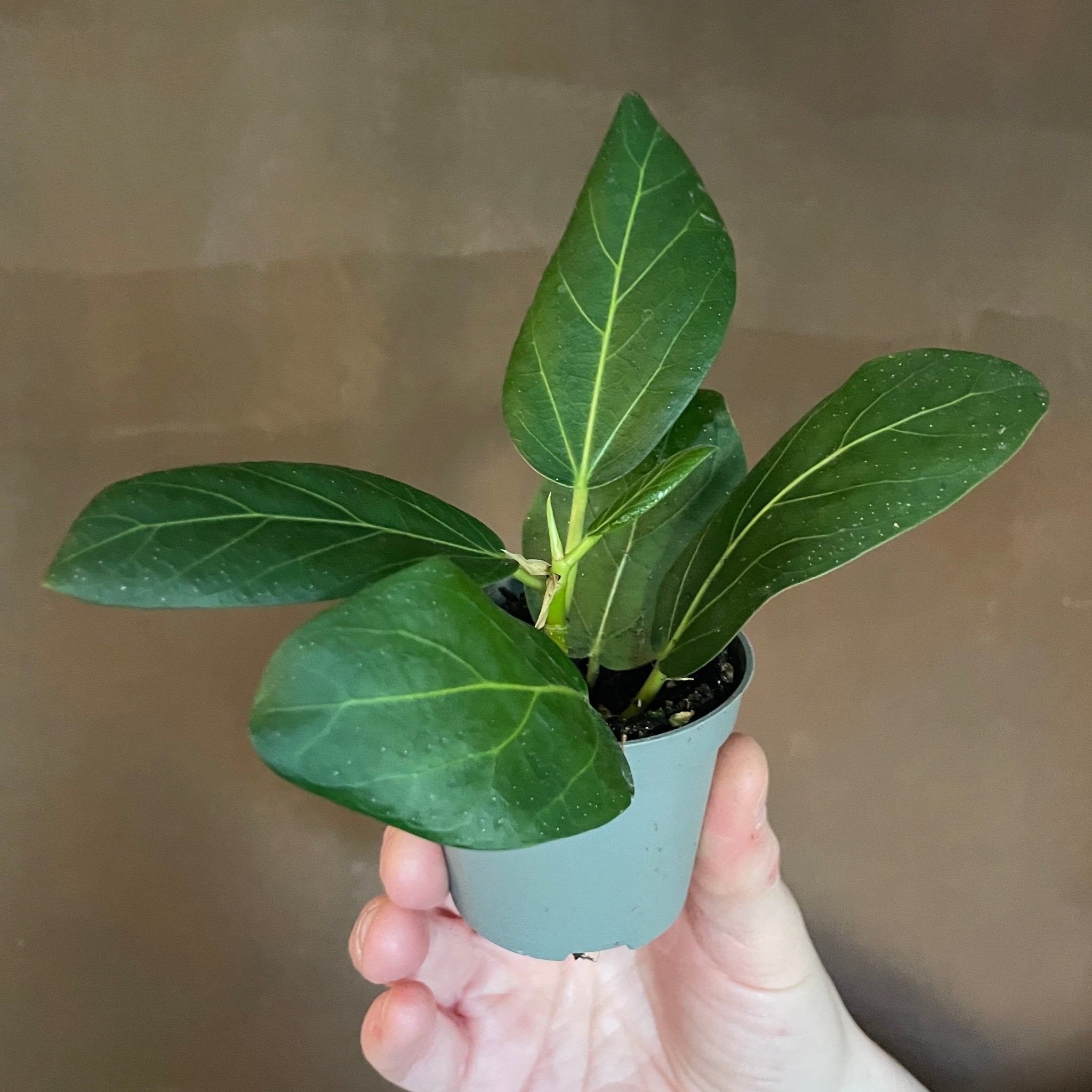 Ficus ‘Audrey’ (6cm pot) - grow urban. UK