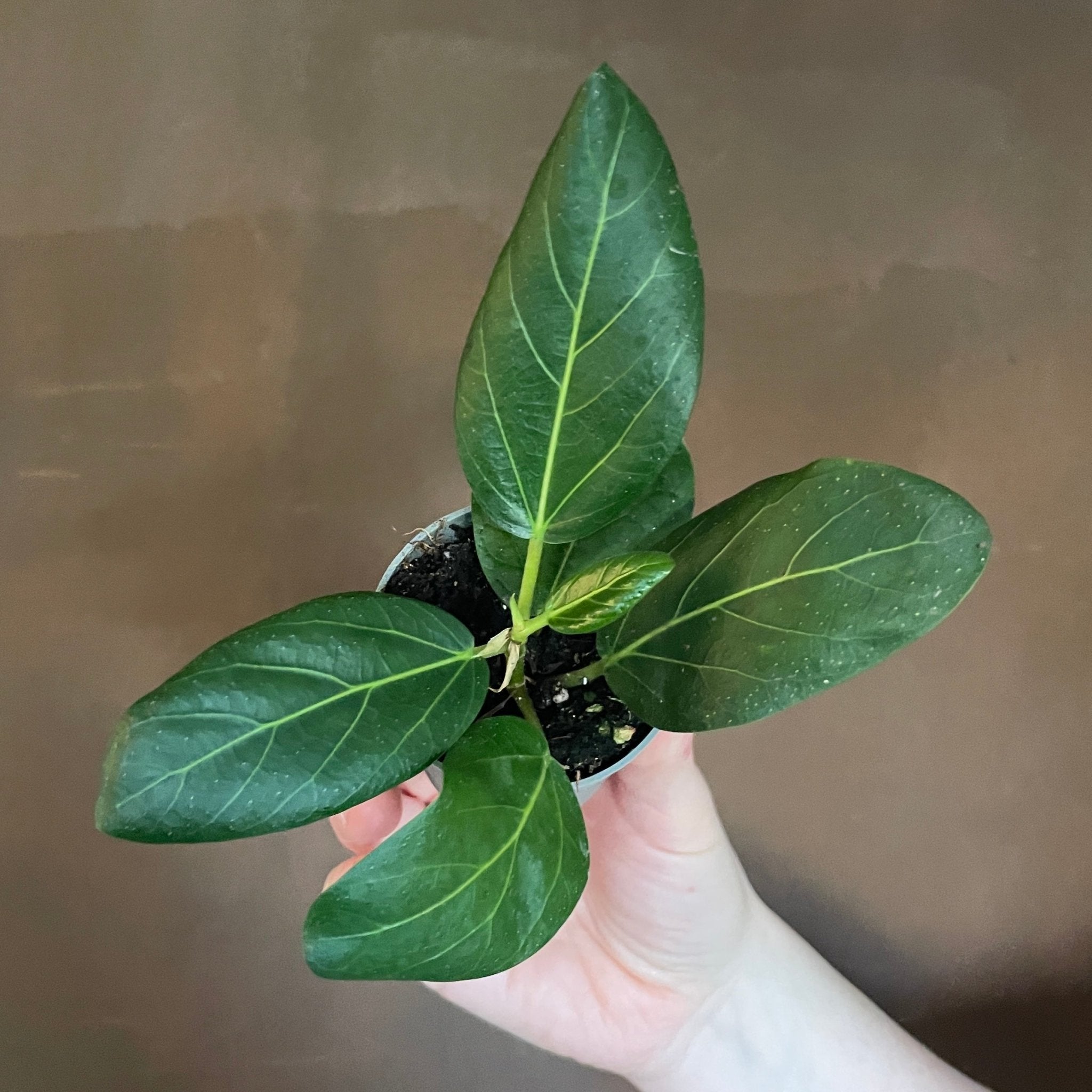 Ficus ‘Audrey’ (6cm pot) - grow urban. UK