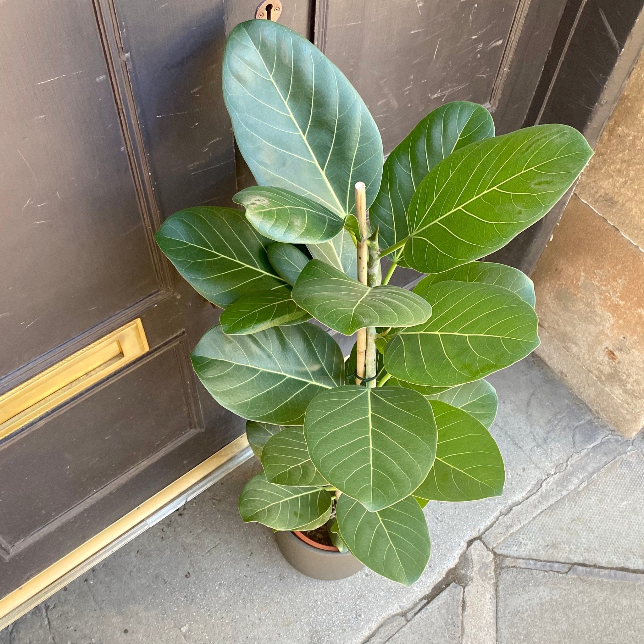 Ficus benghalensis ‘Audrey’ (21cm pot) - grow urban. UK