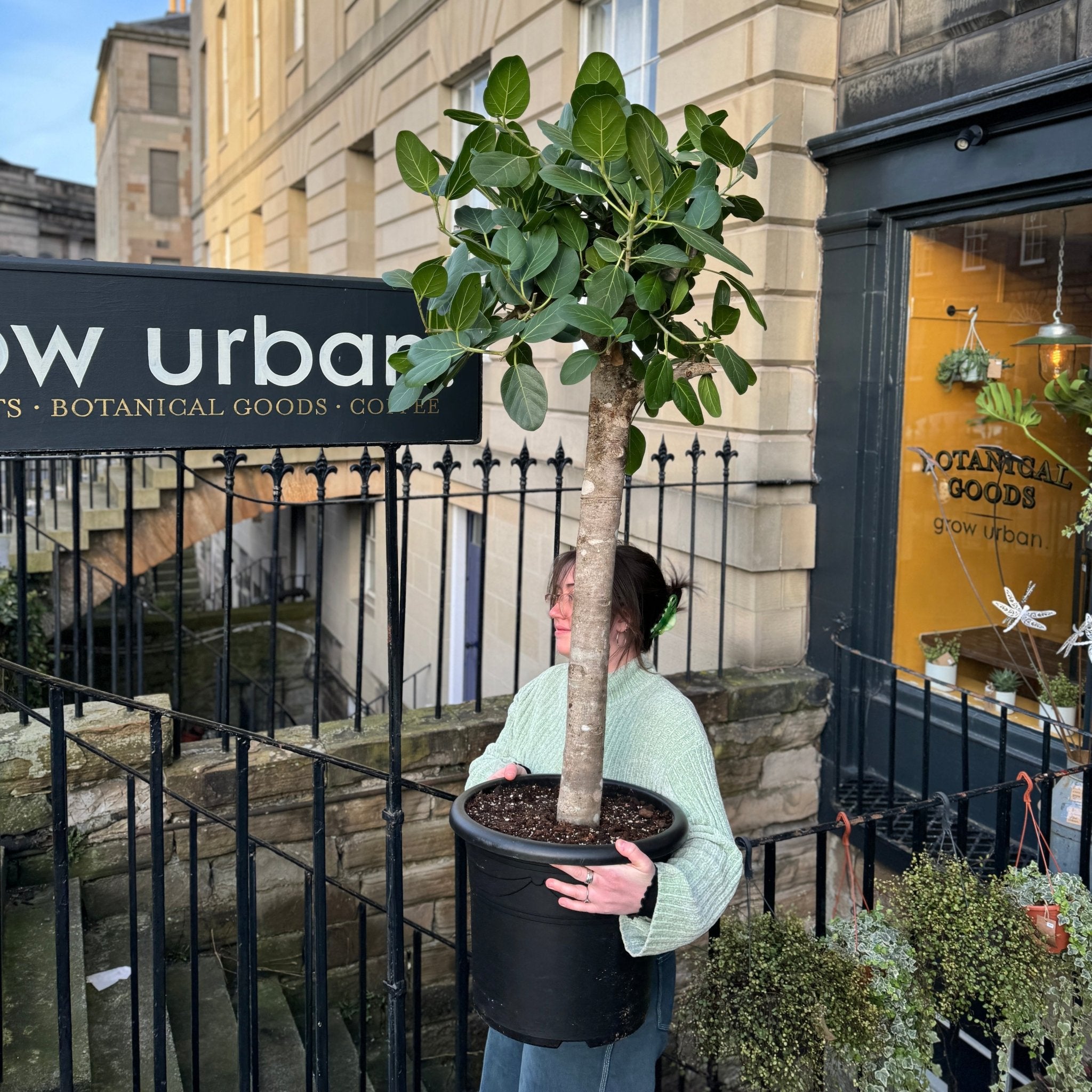 Ficus benghalensis ‘Audrey’ (Standard) - grow urban. UK