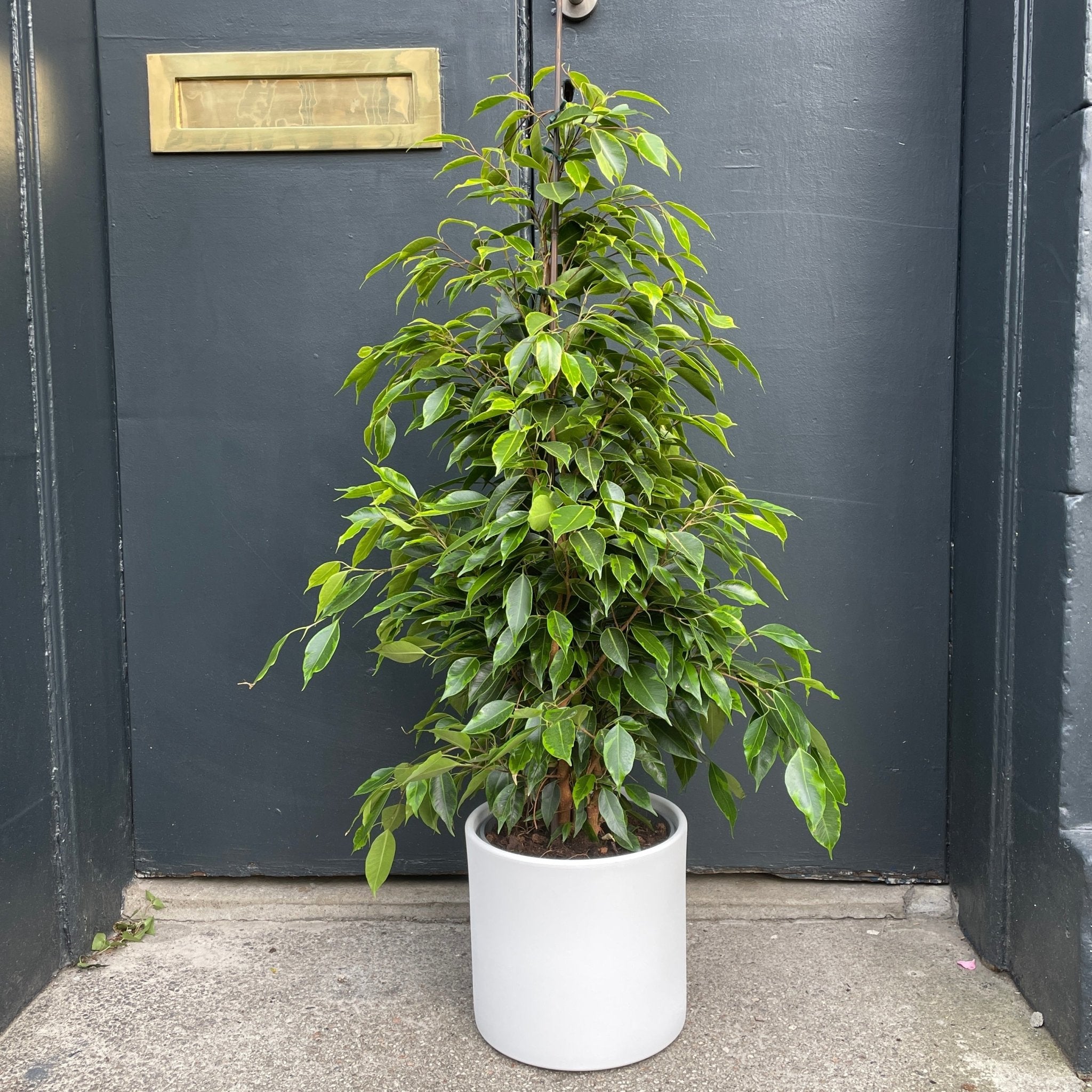 Ficus benjamina 'Anastasia' - grow urban. UK