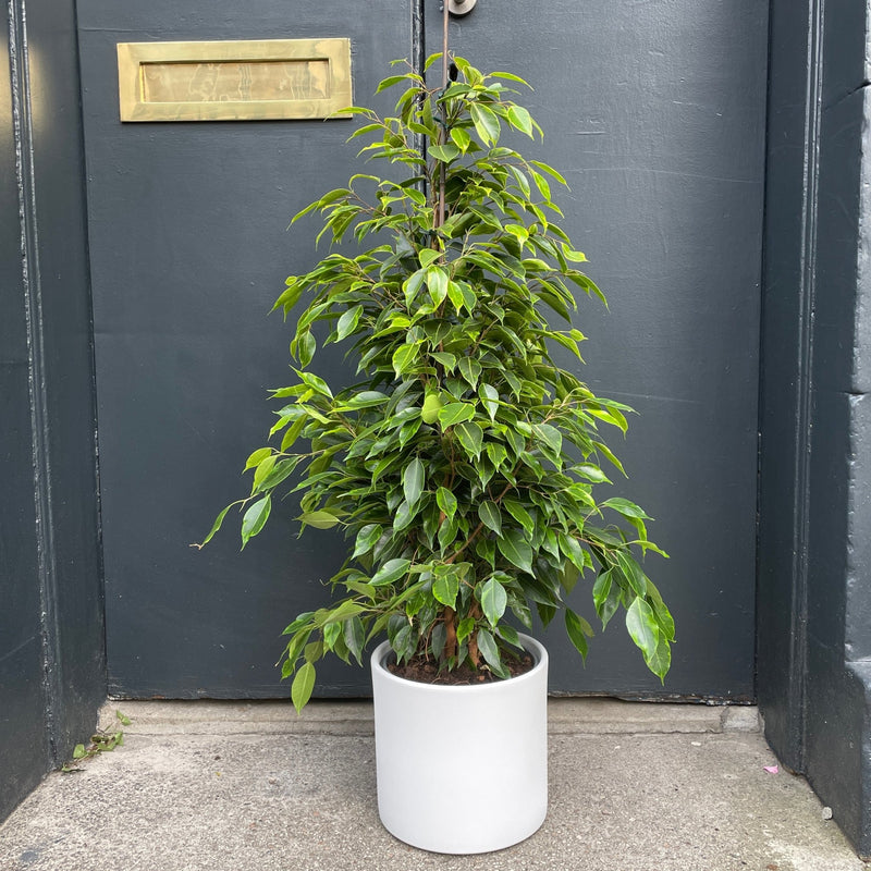 Ficus benjamina 'Anastasia' | Weeping Fig | grow urban.