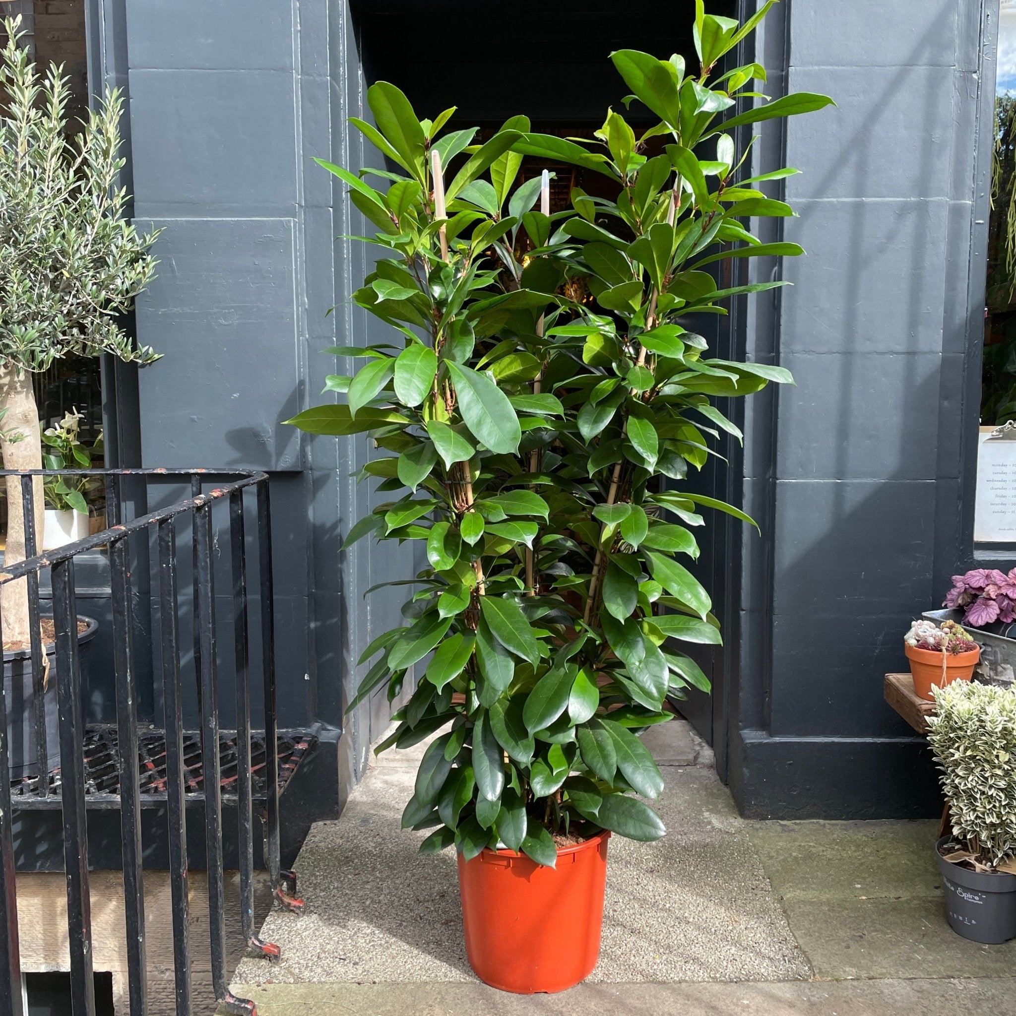 Ficus cyathistipula - grow urban. UK