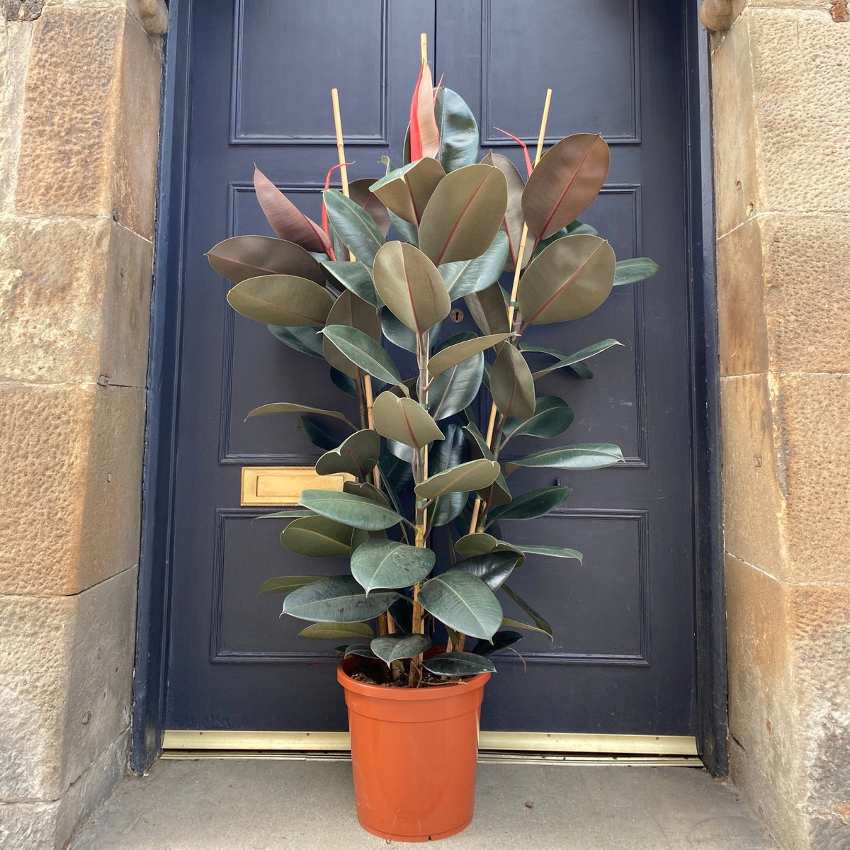 25 35cm ficus abidjan rubber plant 12cm pot house plant Ficus elastica 'Abidjan' (30cm pot)