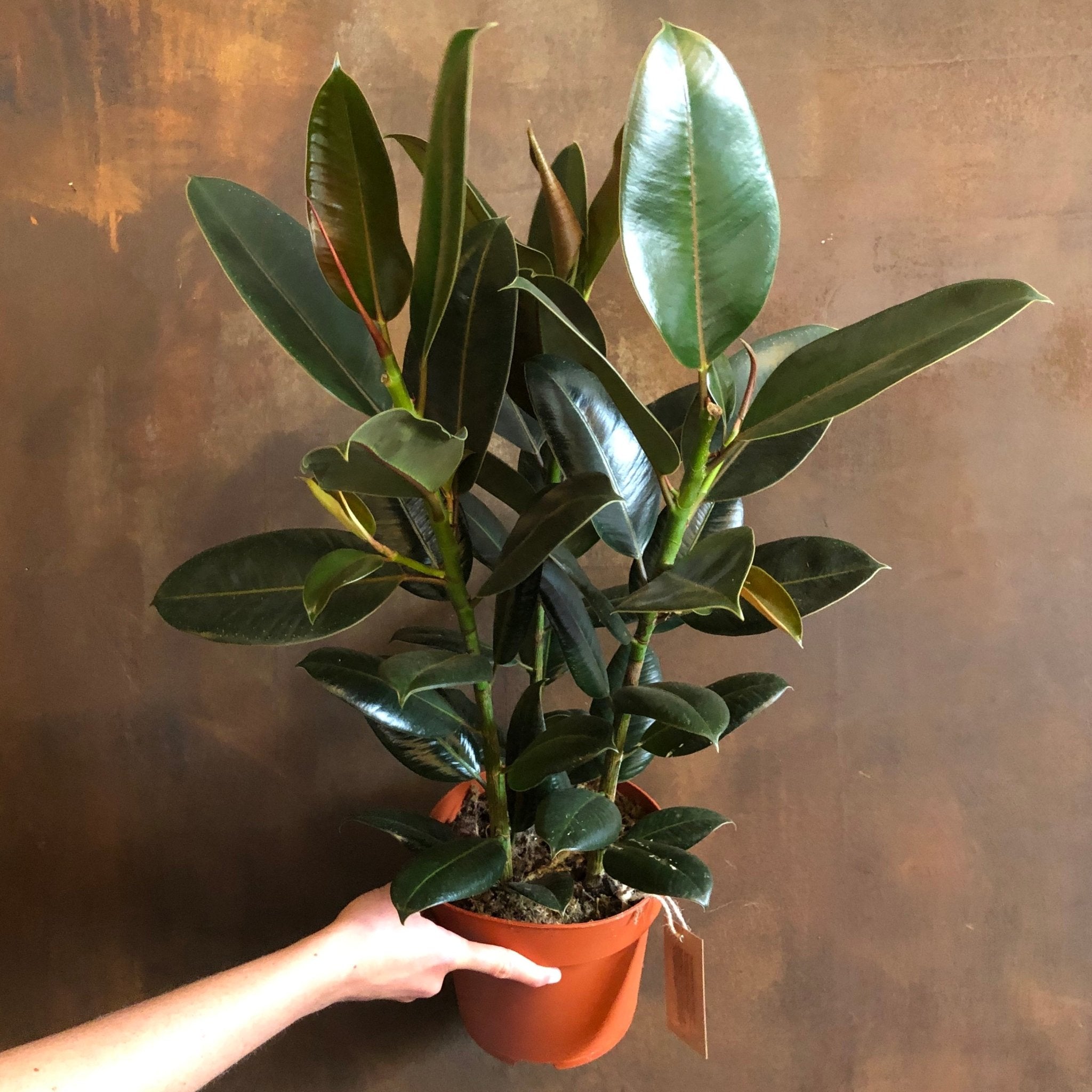 Ficus elastica ‘Melany’ - grow urban. UK