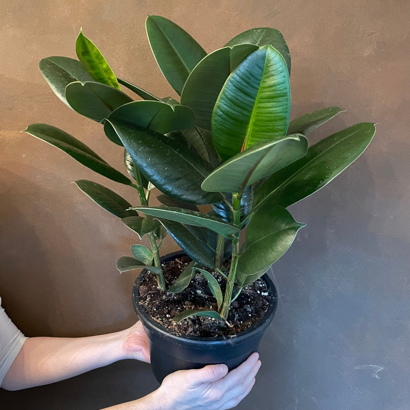 Ficus Elastica ‘robusta’ (21cm Pot 50cm Height) 