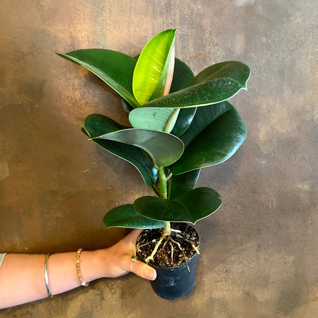 sophia rubber tree Ficus elastica 'Sofia'