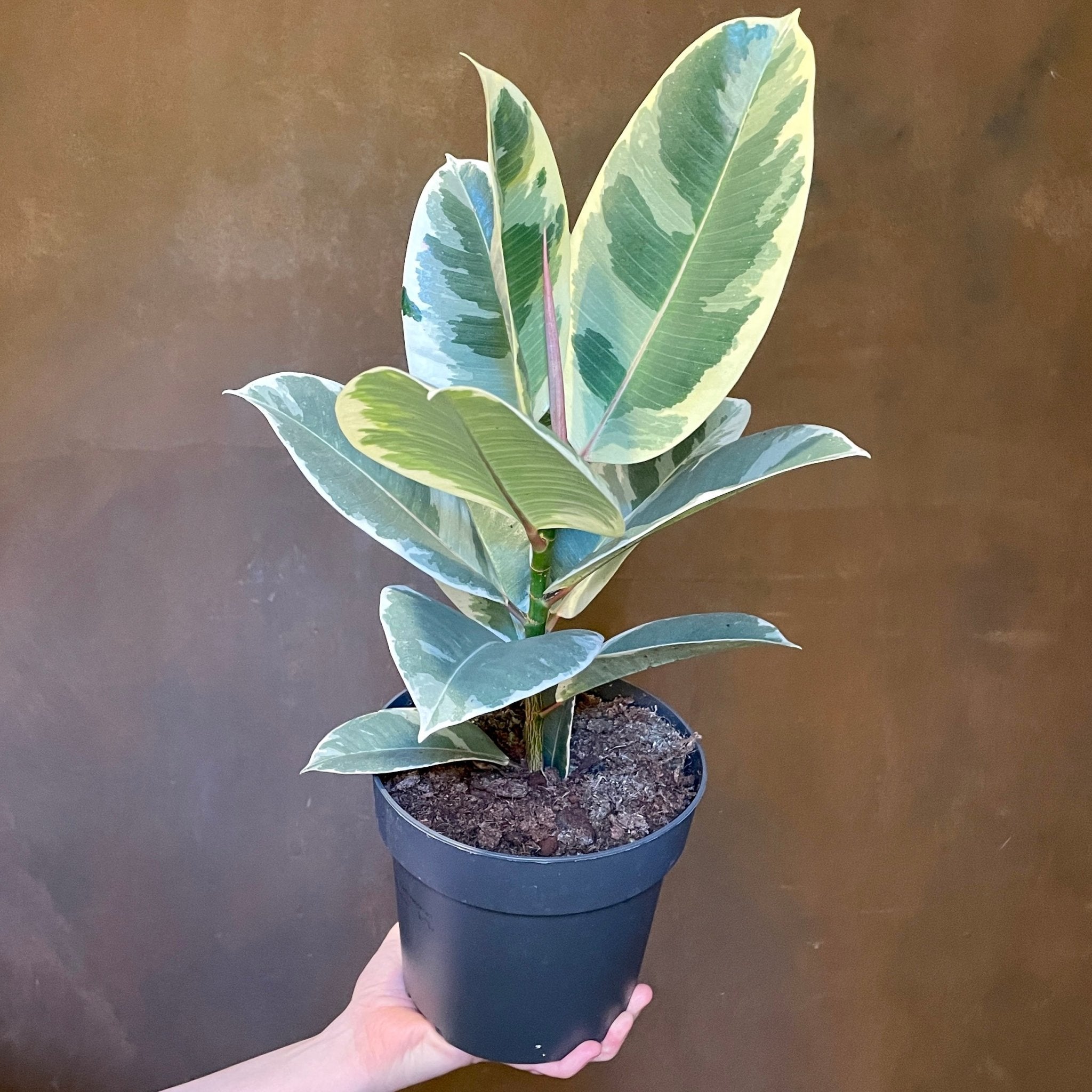 Ficus elastica 'Tineke' (17cm pot) - grow urban. UK