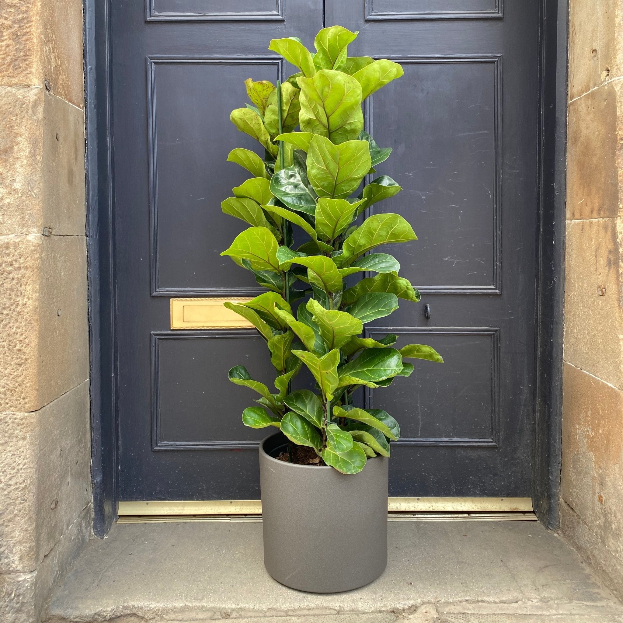 Ficus lyrata (110cm) - grow urban. UK