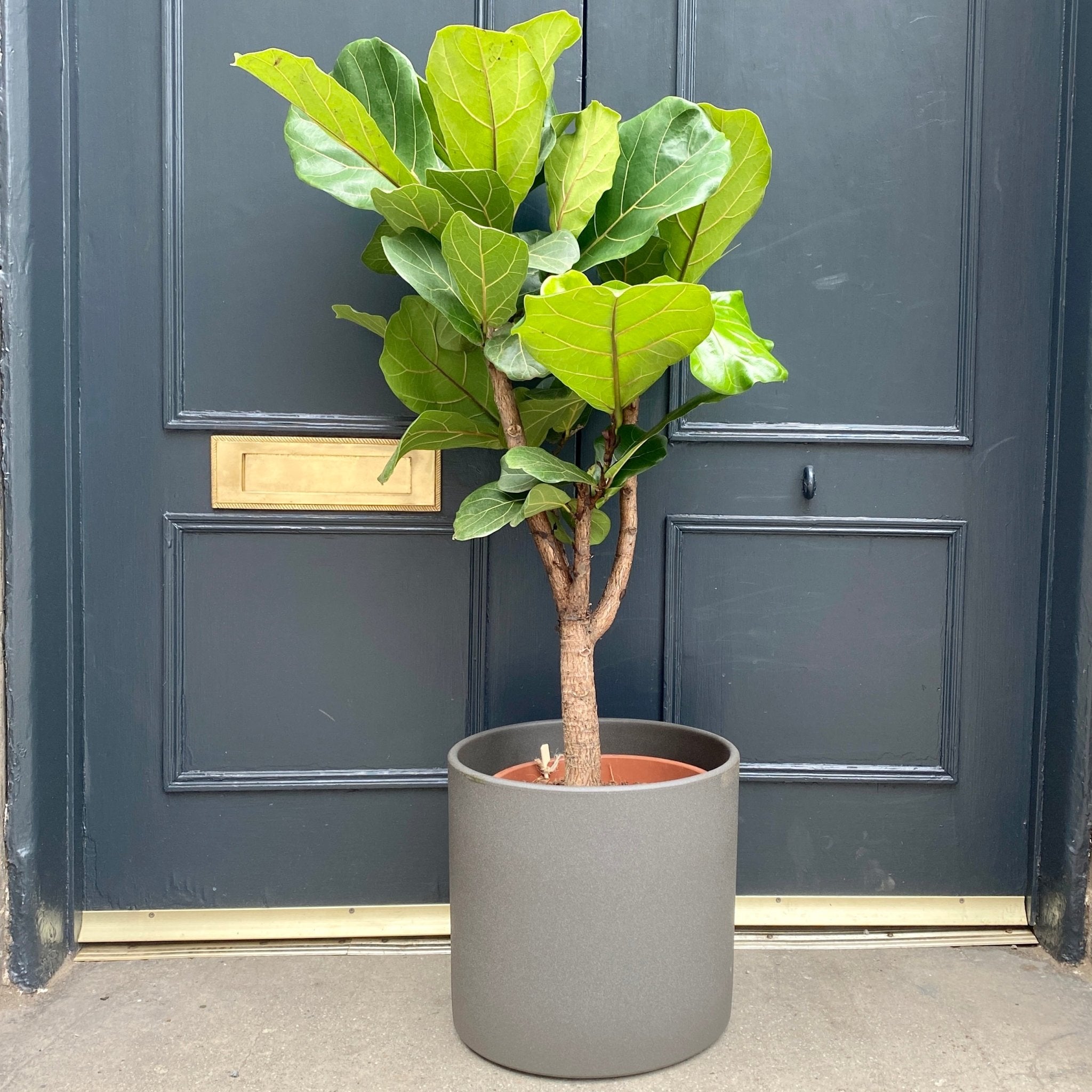 Ficus lyrata (27cm pot / 110cm height) - grow urban. UK