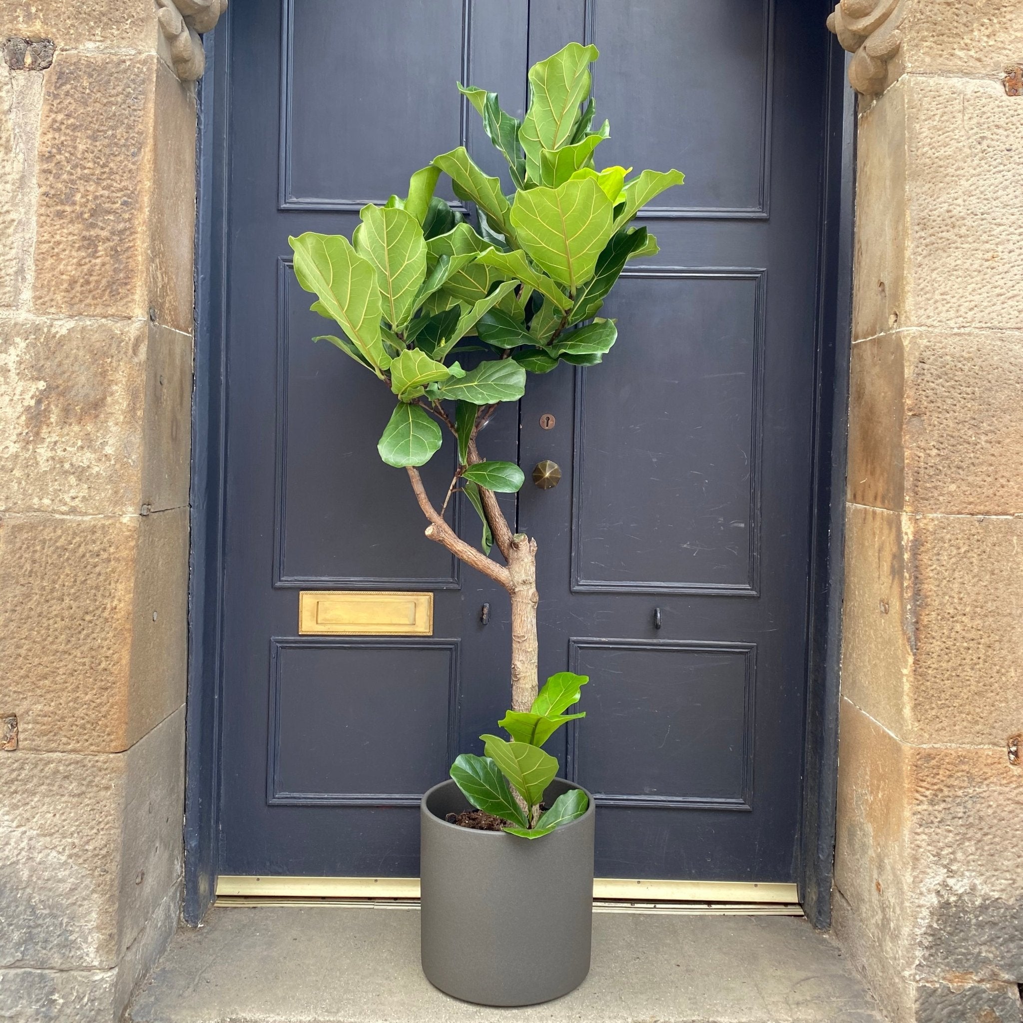 Ficus lyrata (30cm pot) - grow urban. UK
