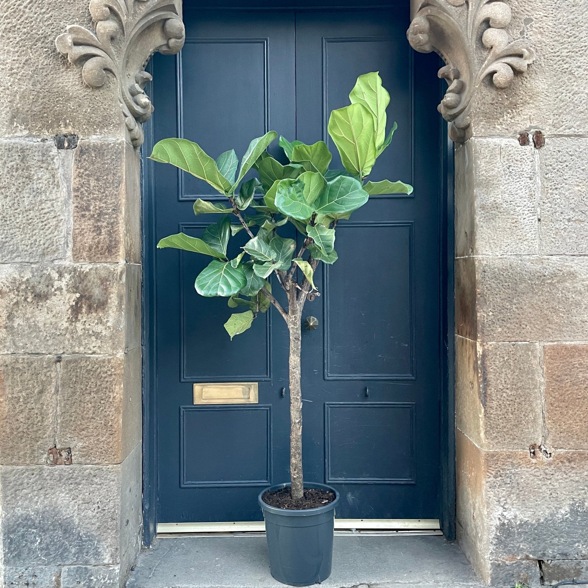 Ficus lyrata (31cm pot) - grow urban. UK