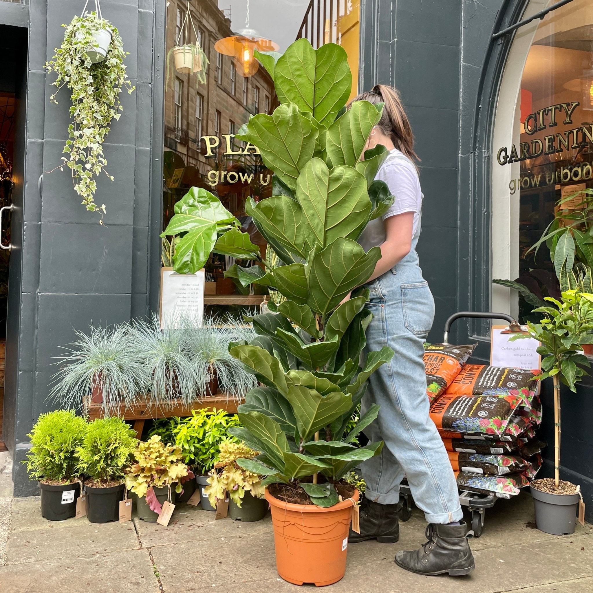 Ficus lyrata (31cm pot/175cm height) - grow urban. UK