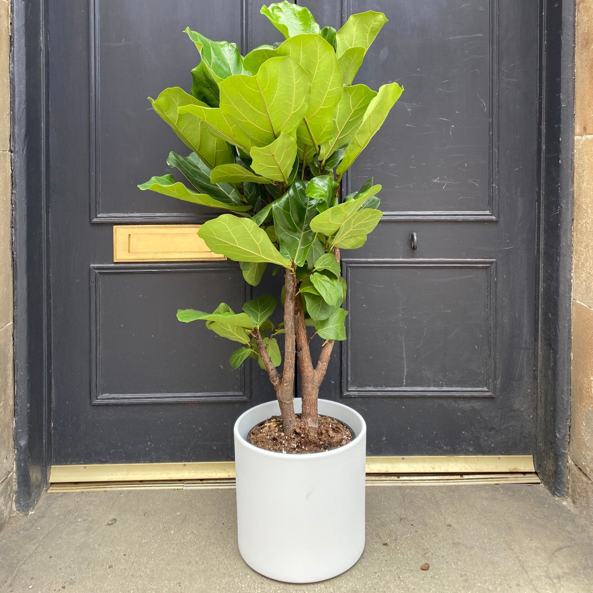 Ficus lyrata 'Bambino' (115cm) - grow urban. UK