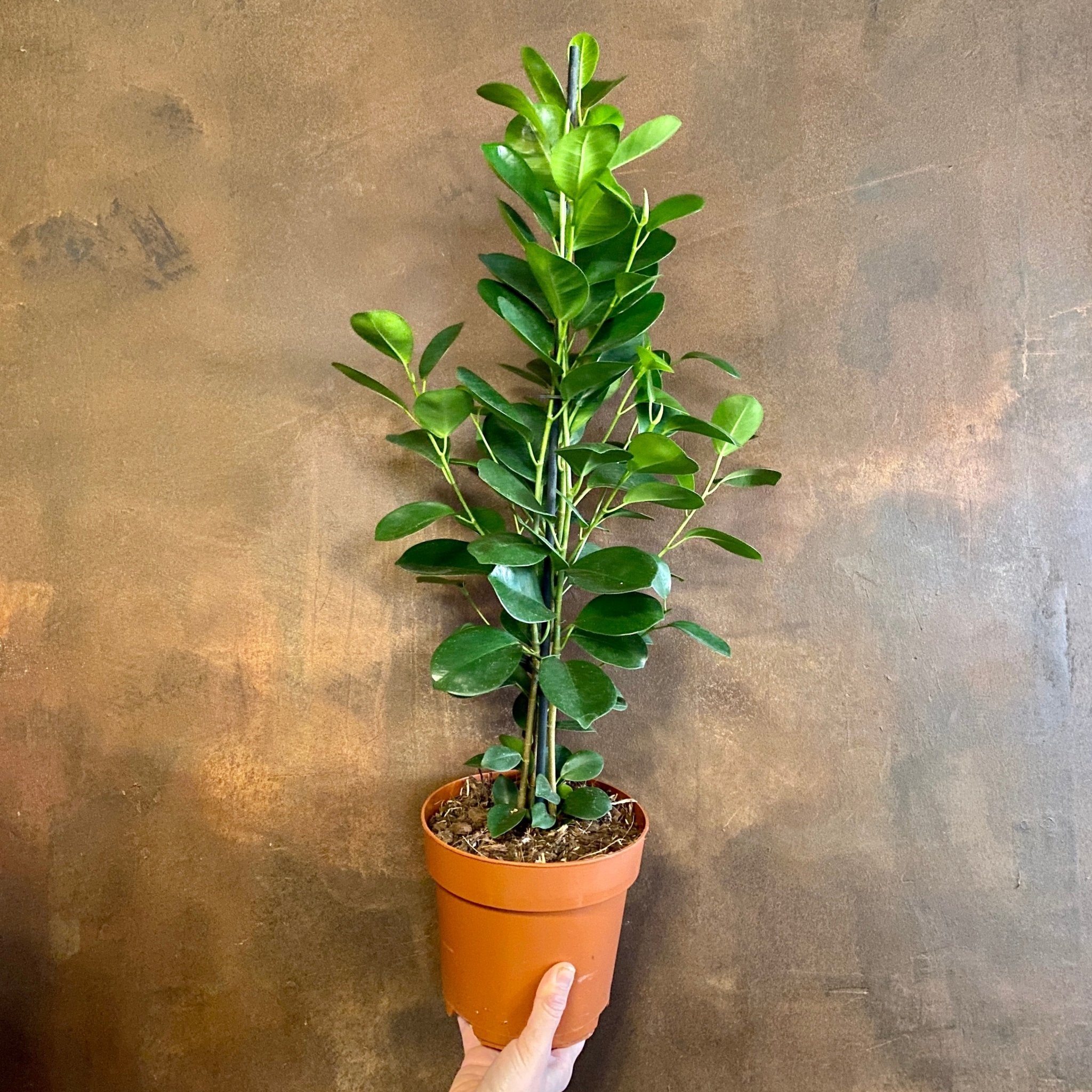 Ficus micro. ‘Moclame’ (17cm pot) - grow urban. UK