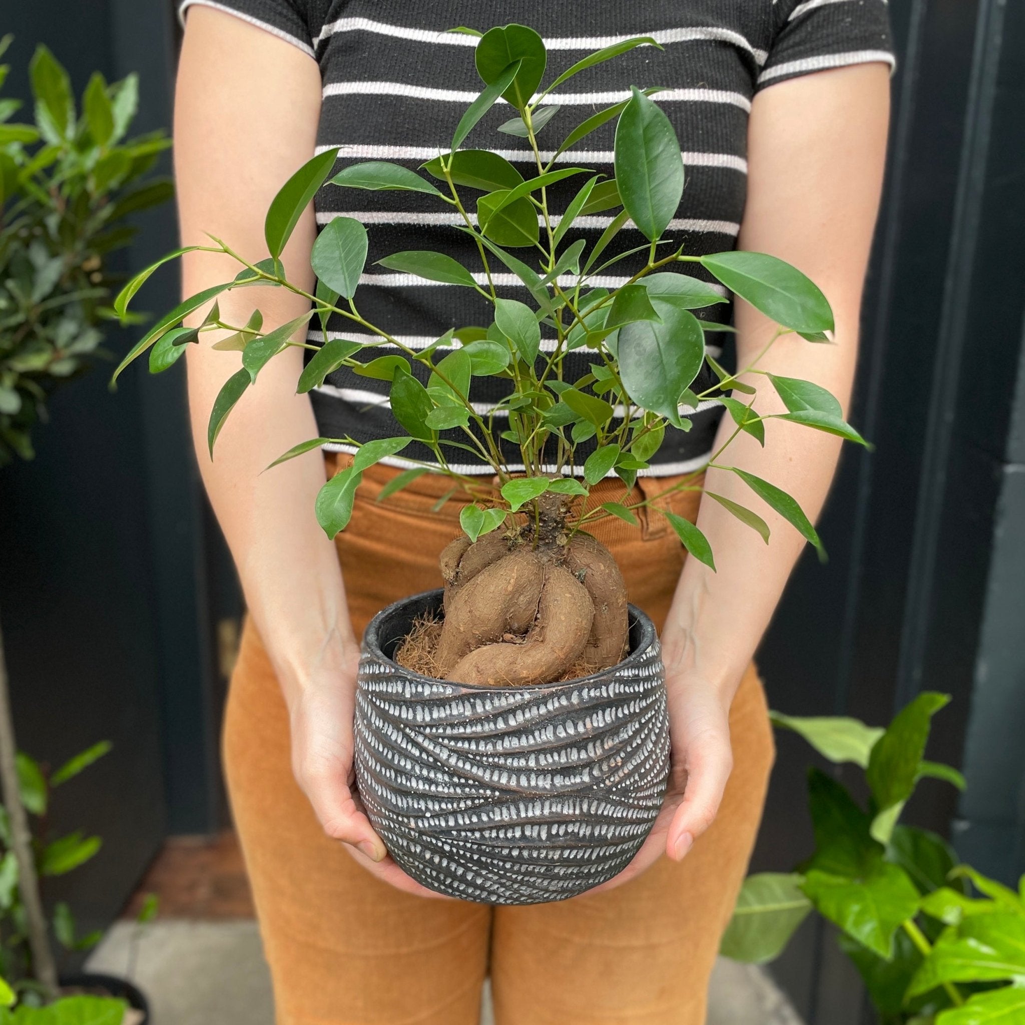 Ficus microcarpa ‘Ginseng’ (14cm pot) - grow urban. UK
