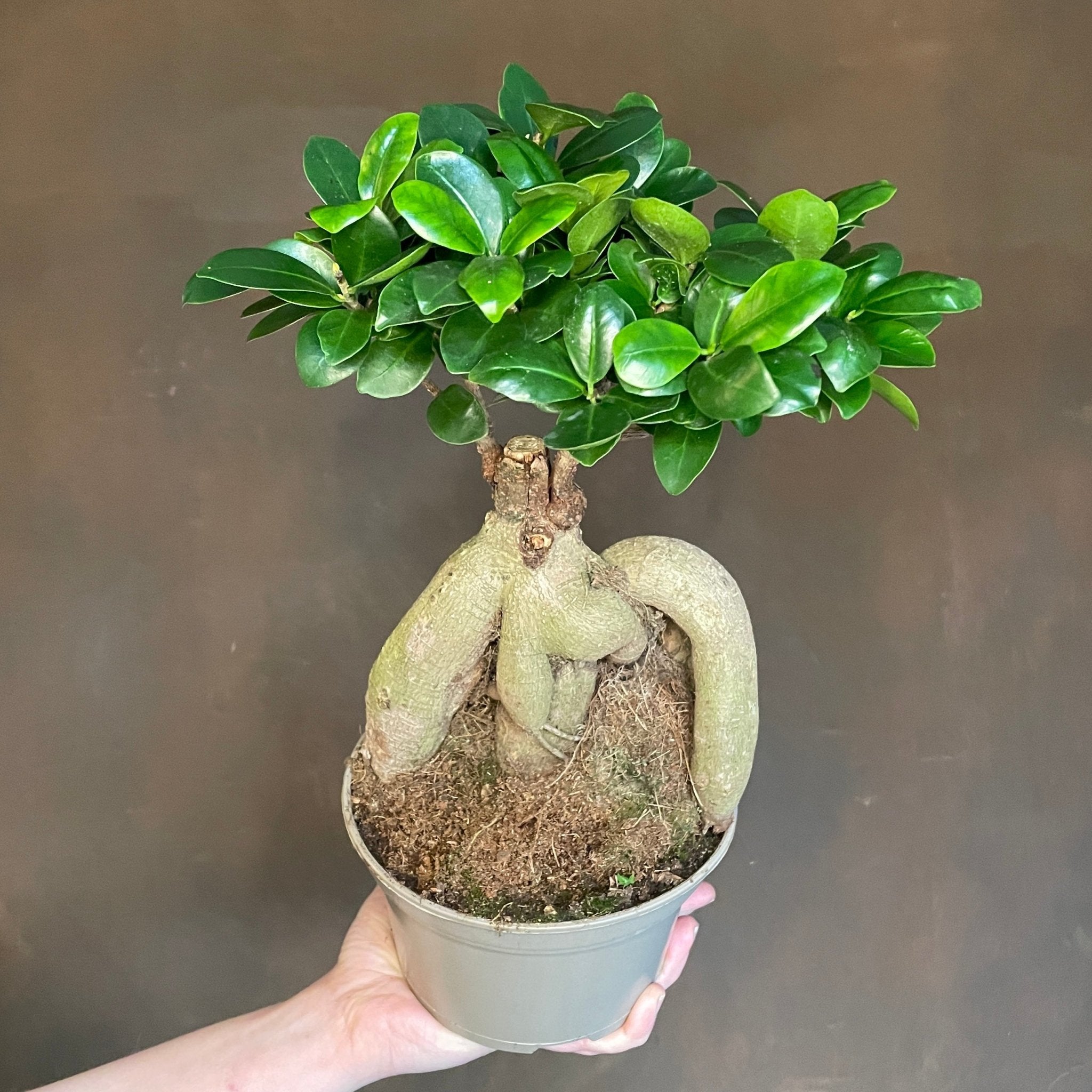 Ficus microcarpa ‘Ginseng’ (15cm pot) - grow urban. UK