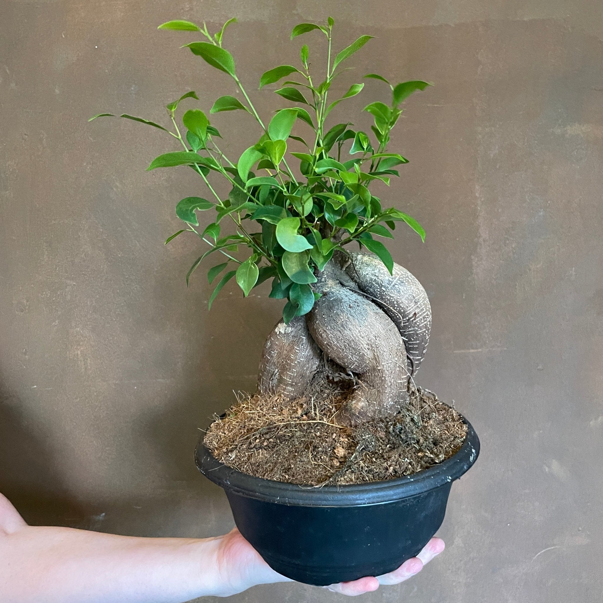 Ficus microcarpa ‘Ginseng’ (20cm pot) - grow urban. UK