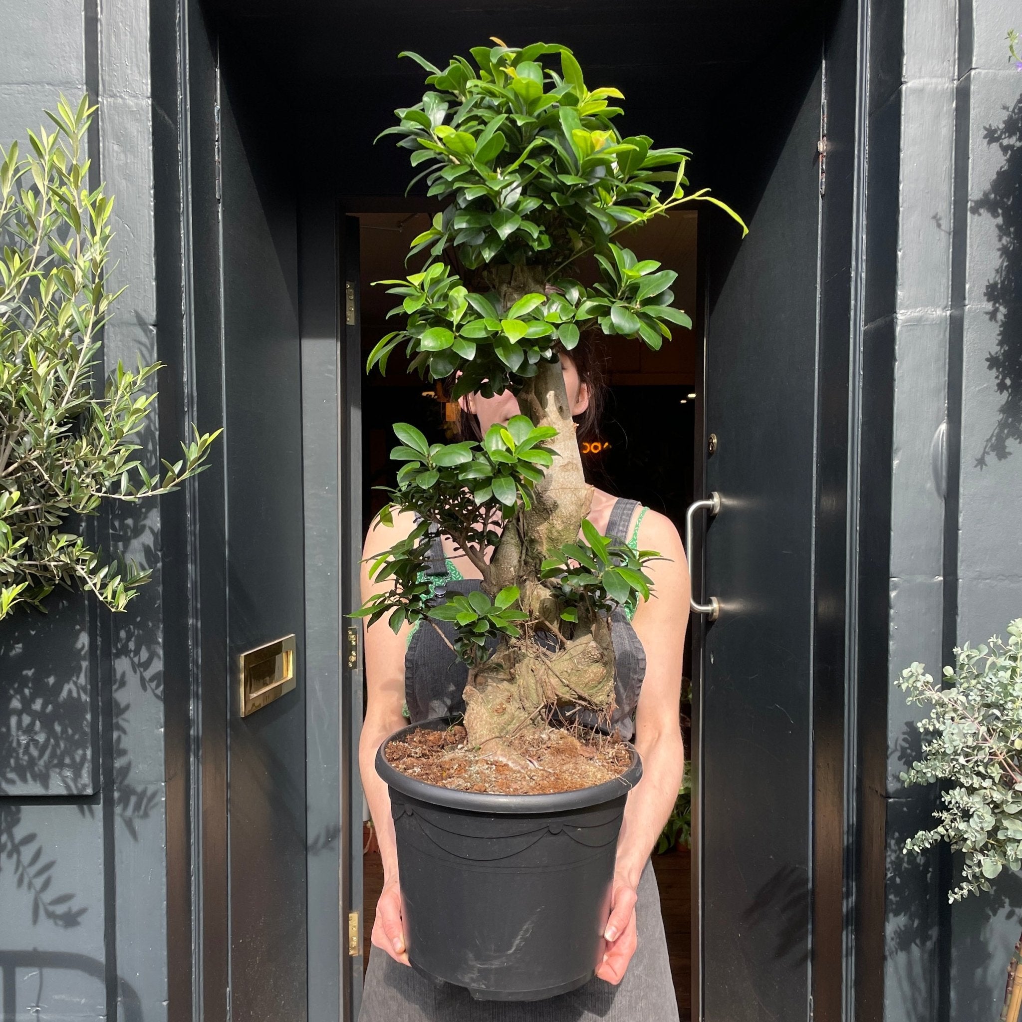 Ficus microcarpa ‘Ginseng’ (30cm pot) - grow urban. UK