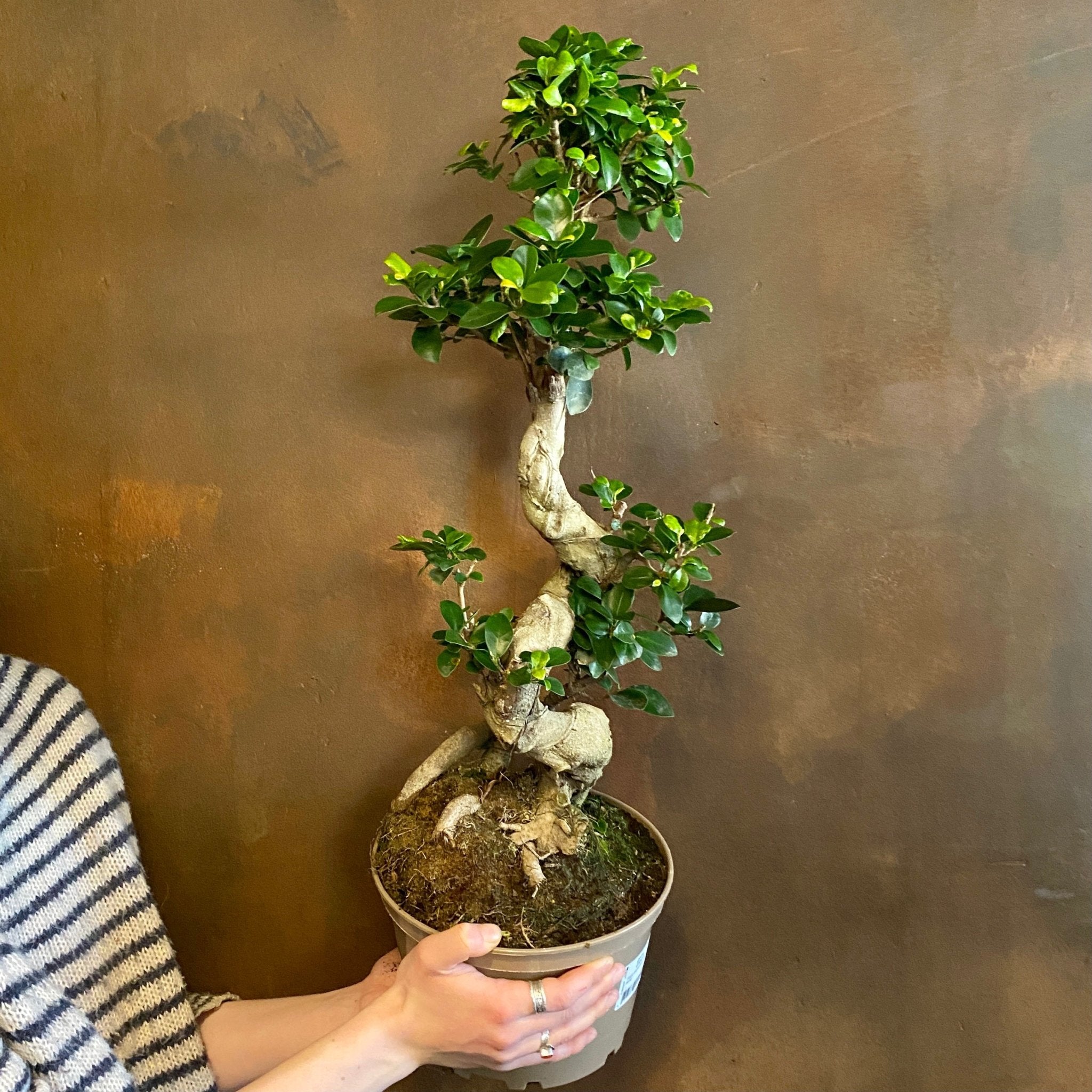 Ficus microcarpa ‘Ginseng’ - grow urban. UK