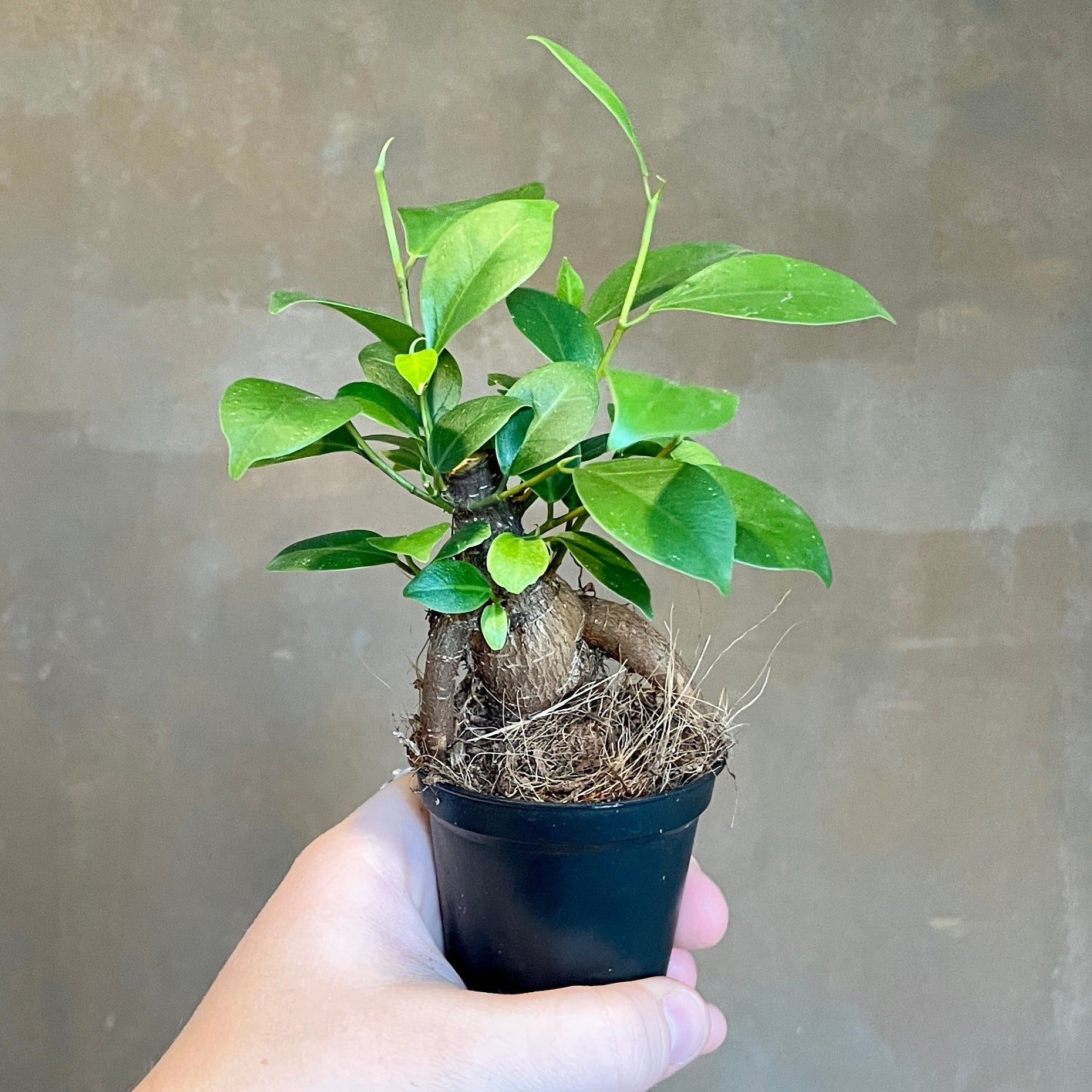 Ficus microcarpa ‘Ginseng’ (6cm pot) - grow urban. UK