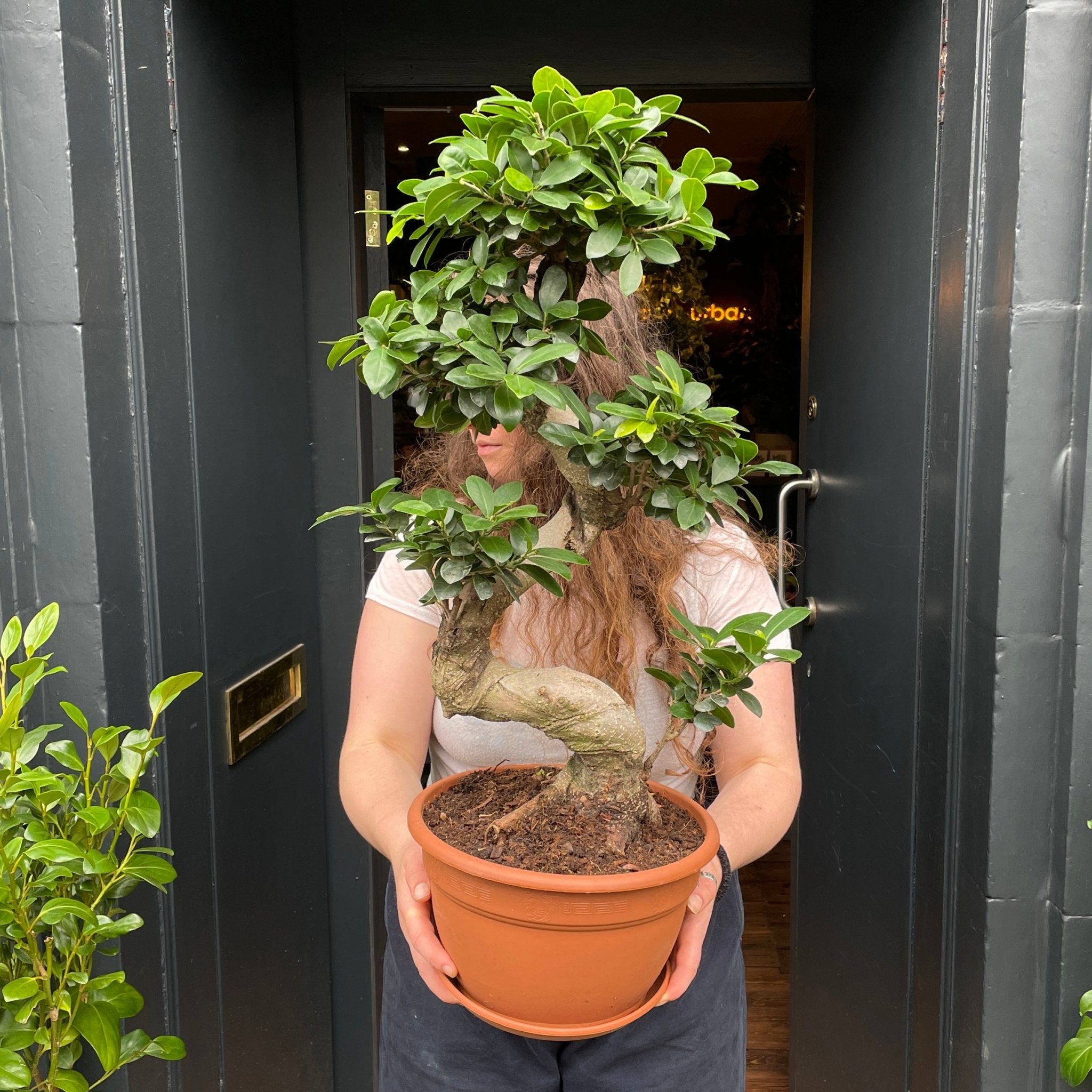 Ficus microcarpa ‘Ginseng’ (70cm) - grow urban. UK