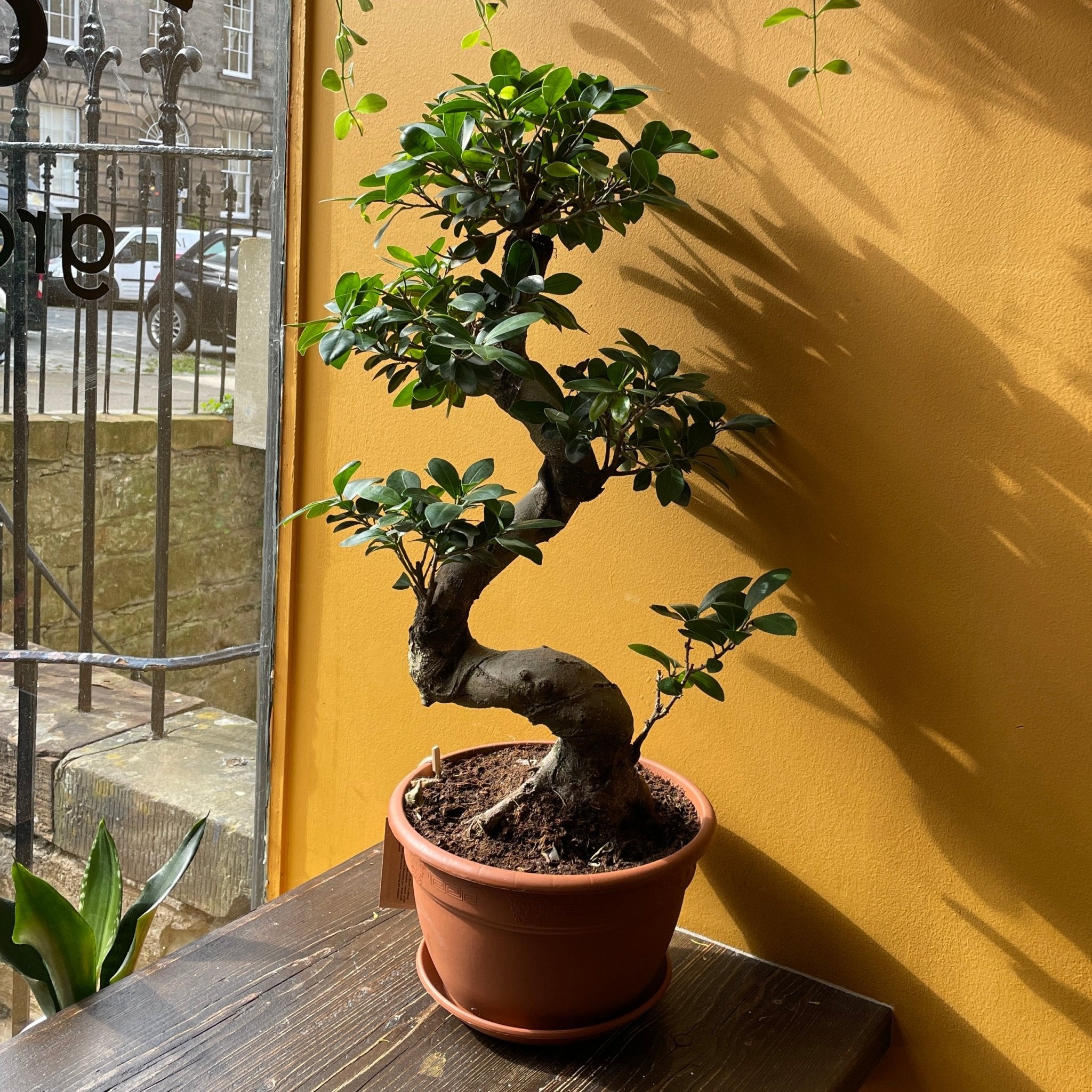 Ficus microcarpa ‘Ginseng’ (70cm) - grow urban. UK
