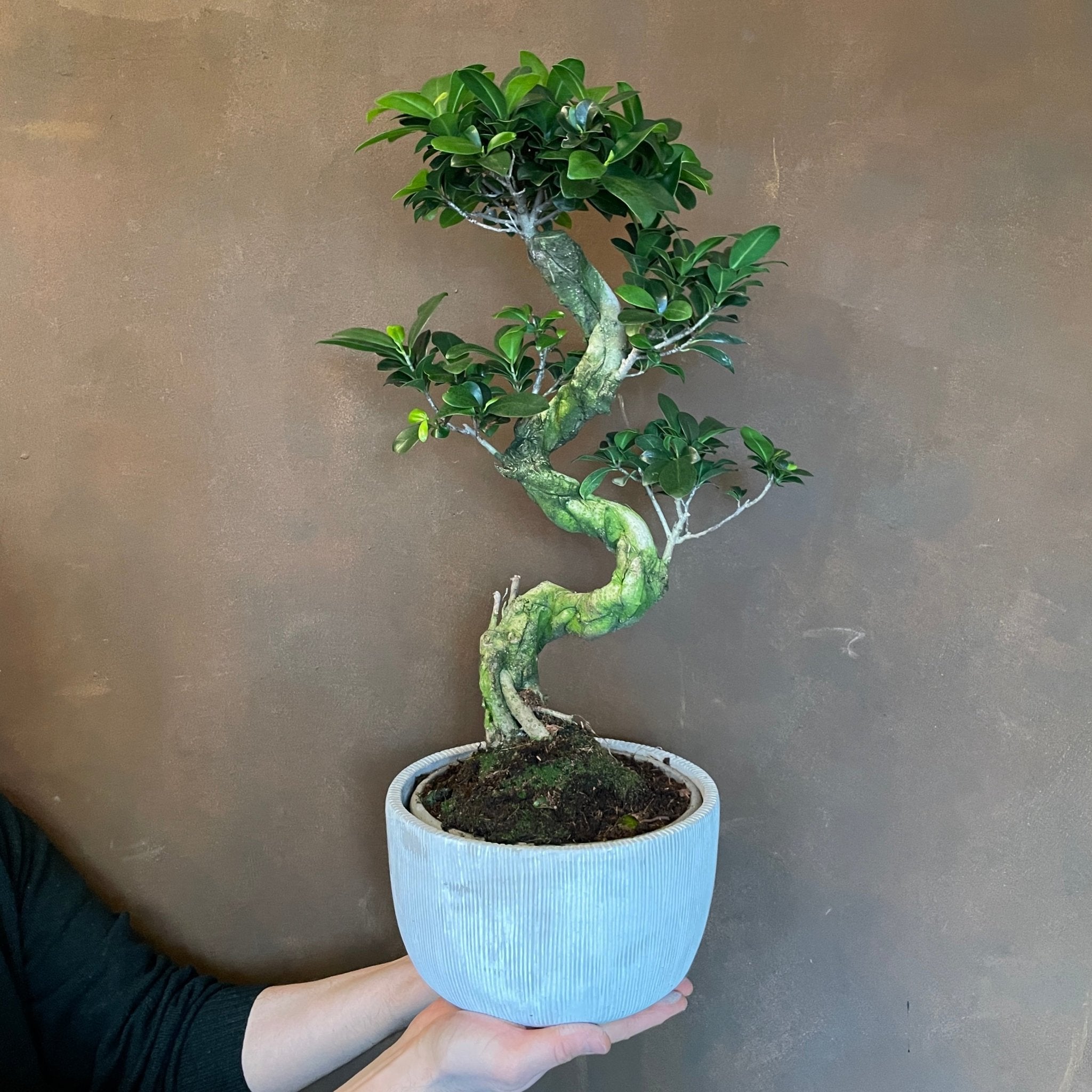Ficus microcarpa ‘Ginseng’ with Cement Pot - grow urban. UK