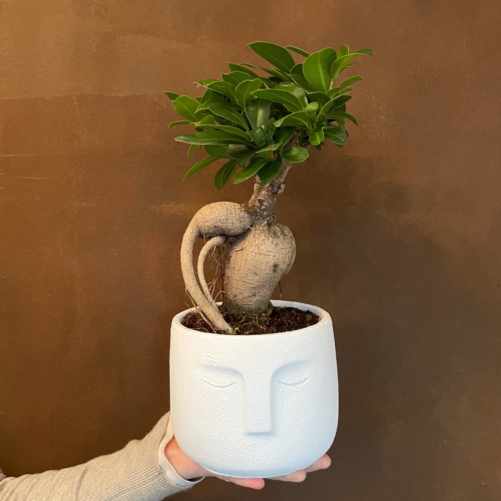 Ficus microcarpa ‘Ginseng’ with Zen pot - grow urban. UK