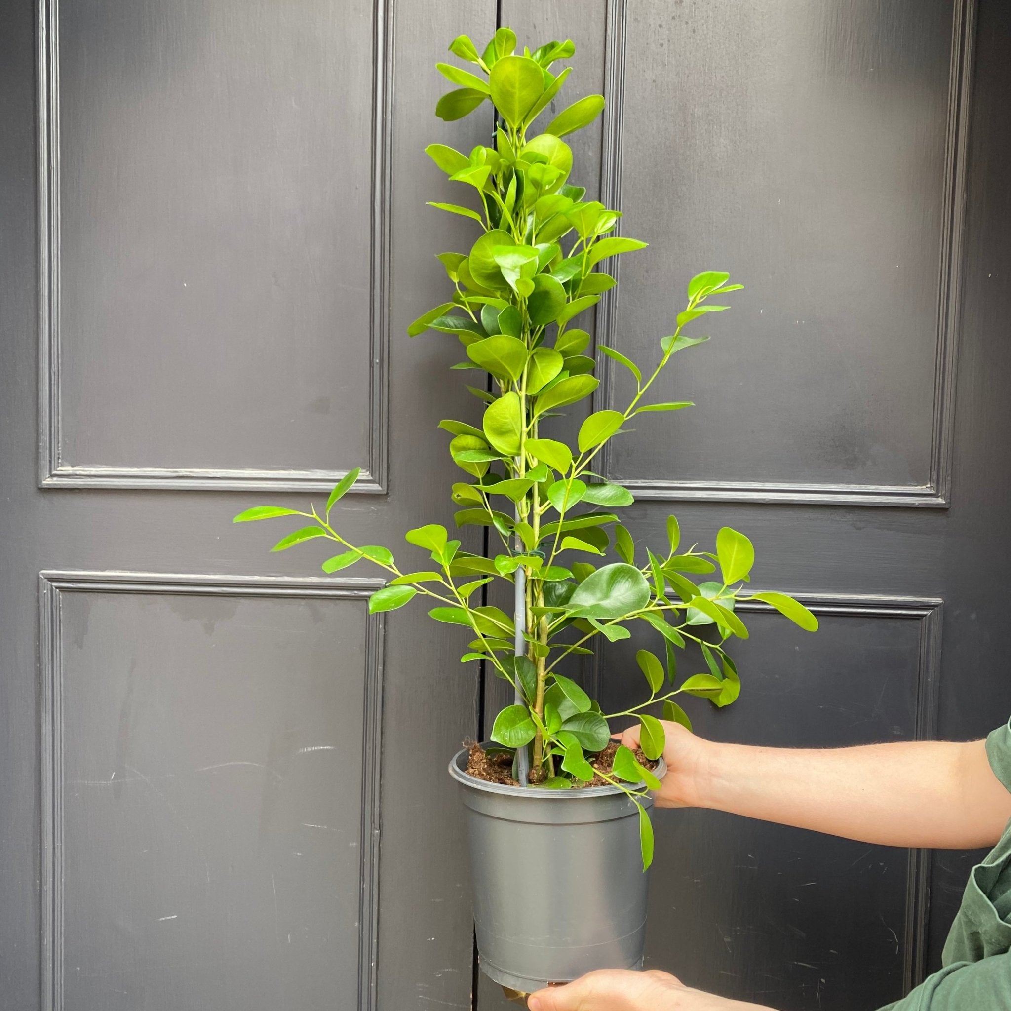 Ficus ‘Moclame’ (21cm pot) - grow urban. UK