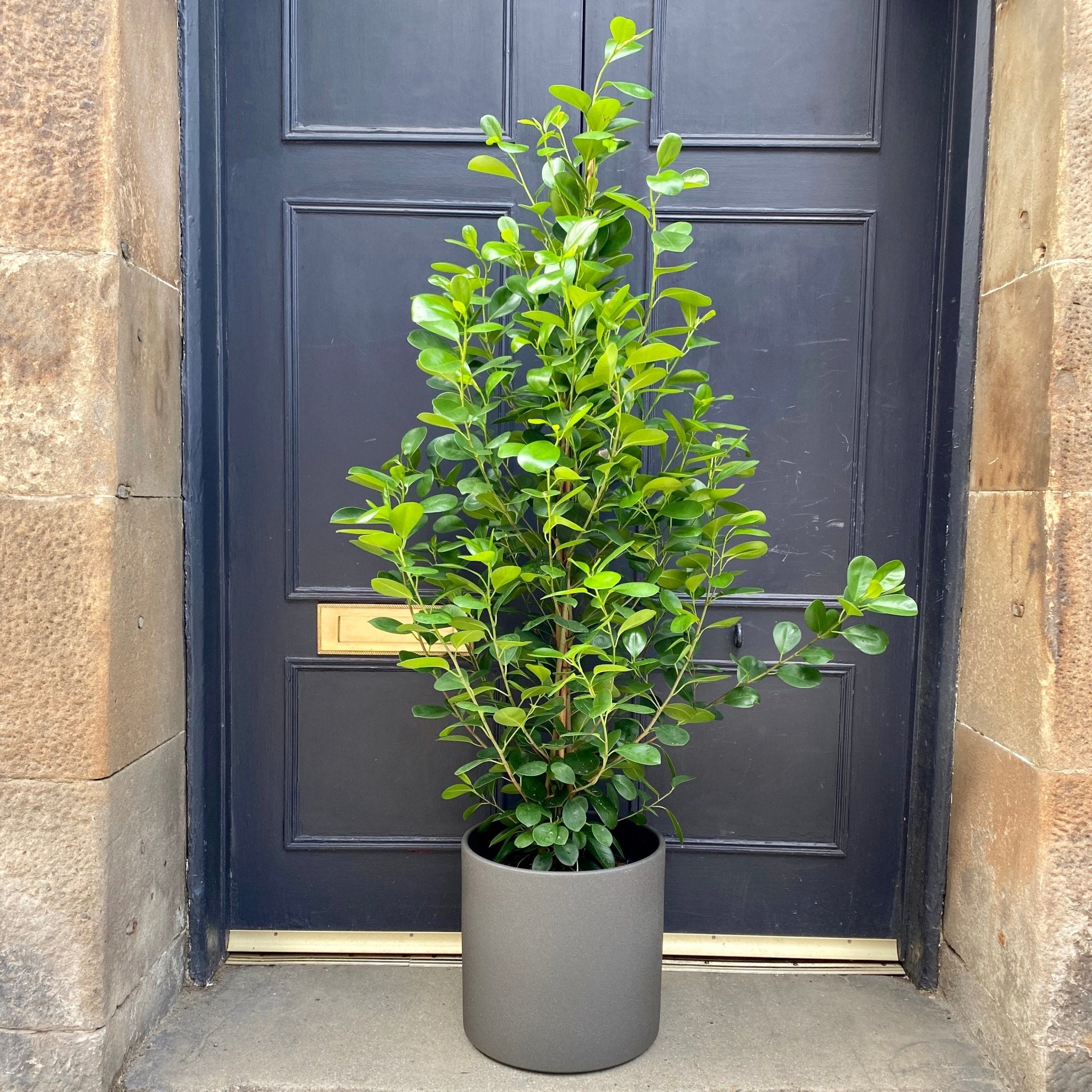 Ficus ‘Moclame’ (27cm pot) - grow urban. UK
