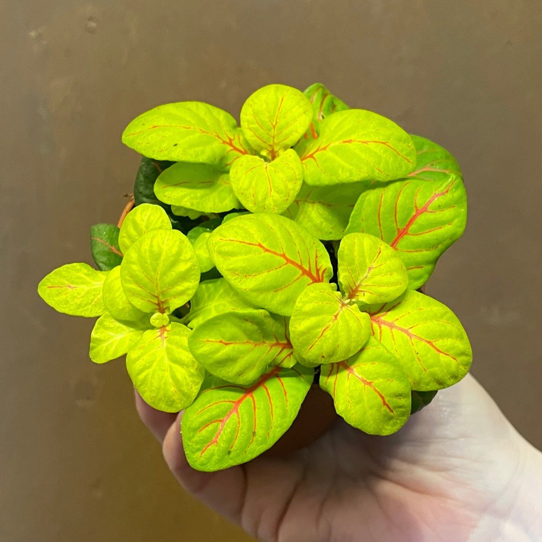 Fittonia ‘Bubble Green’ (8.5cm pot) - grow urban. UK