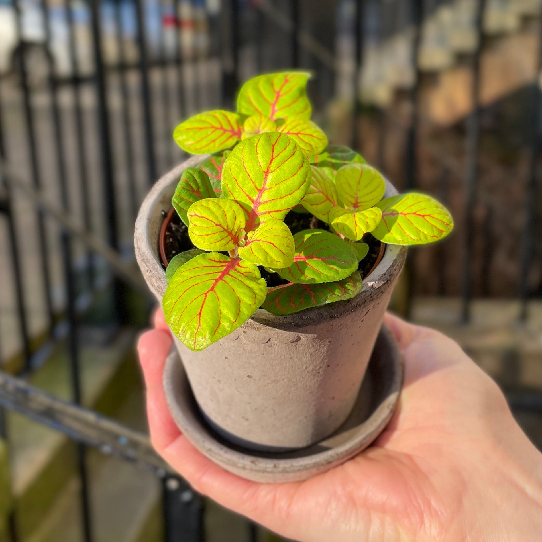 Fittonia ‘Bubble Green’ (8.5cm pot) - grow urban. UK