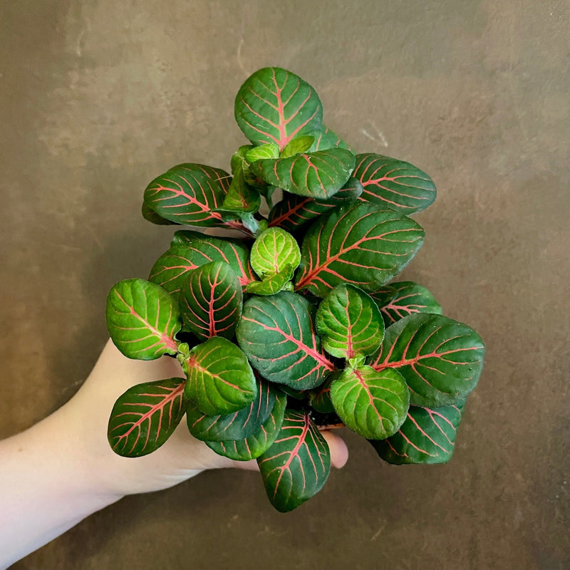 Fittonia ‘Bubble Red’ (8.5cm pot) - grow urban. UK