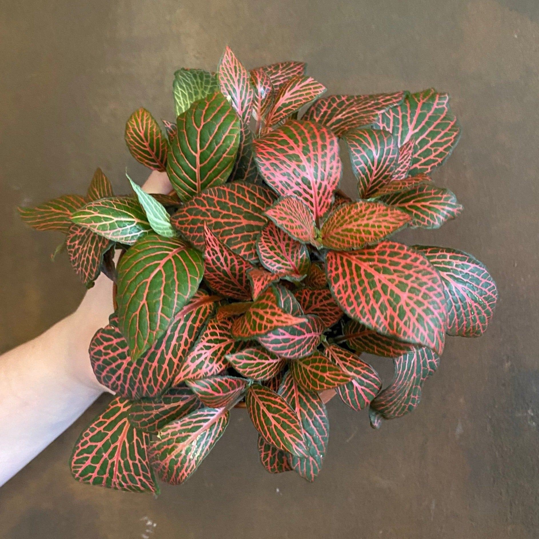 Fittonia ‘Forest Flame’ - grow urban. UK