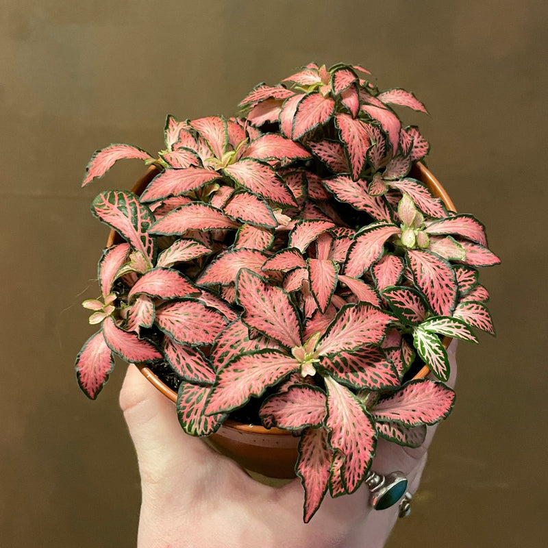 Fittonia ‘Pink Forest Flame’ - grow urban. UK