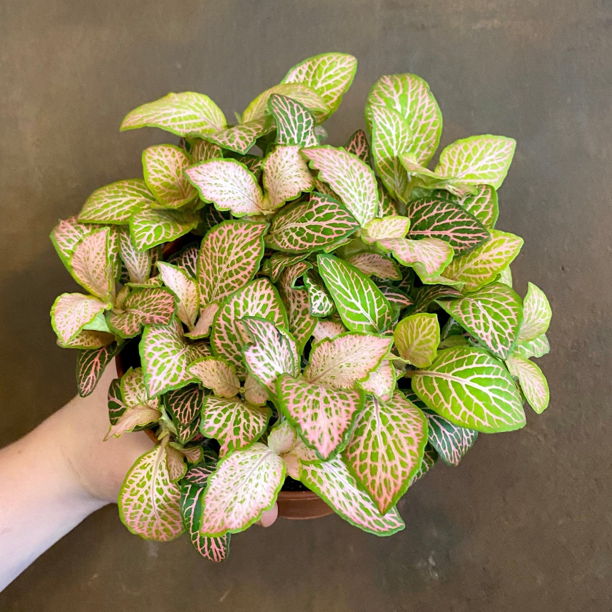 Fittonia ‘Pink Ruby Lime’ - grow urban. UK