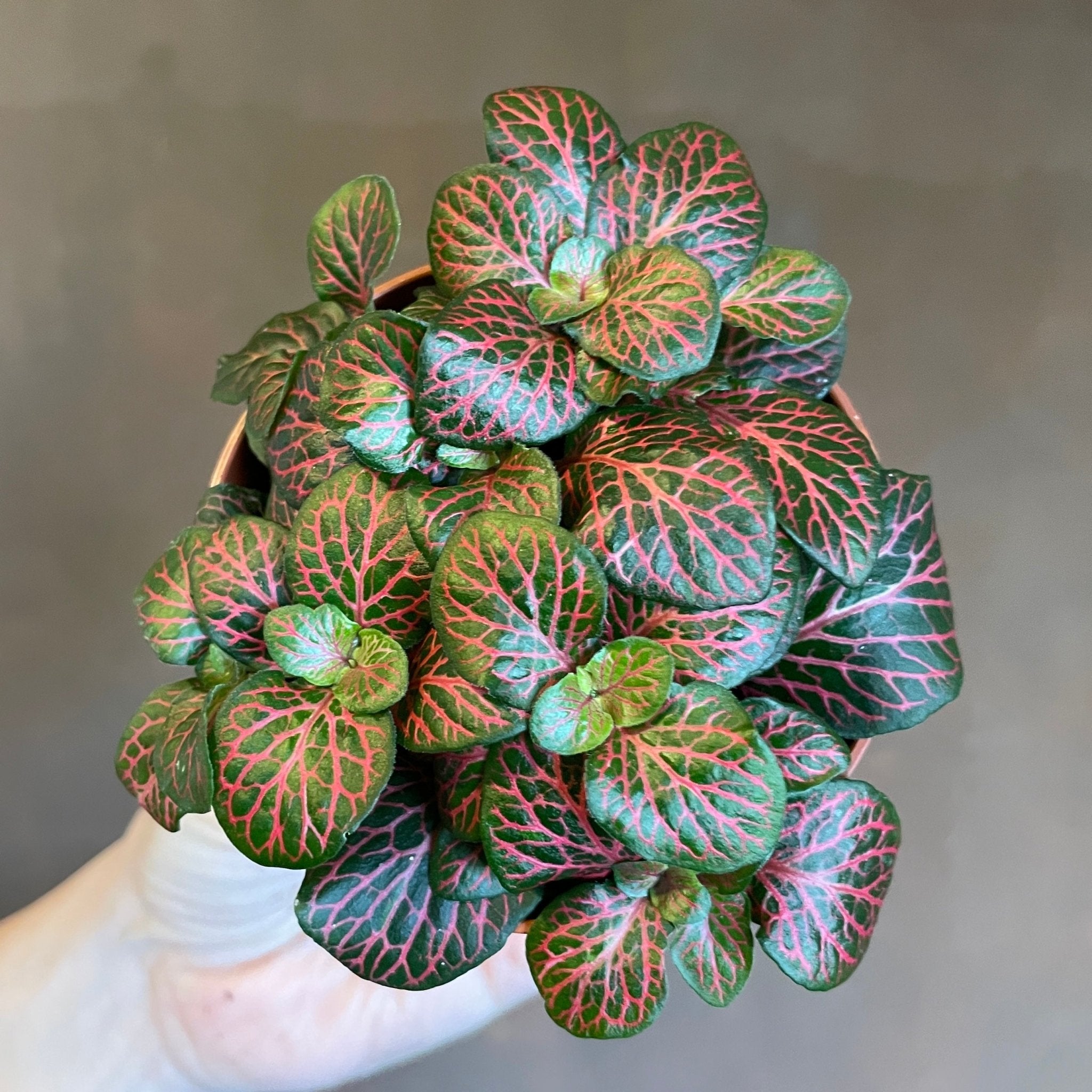 Fittonia verschaffeltii (Lucky Dip) - grow urban. UK