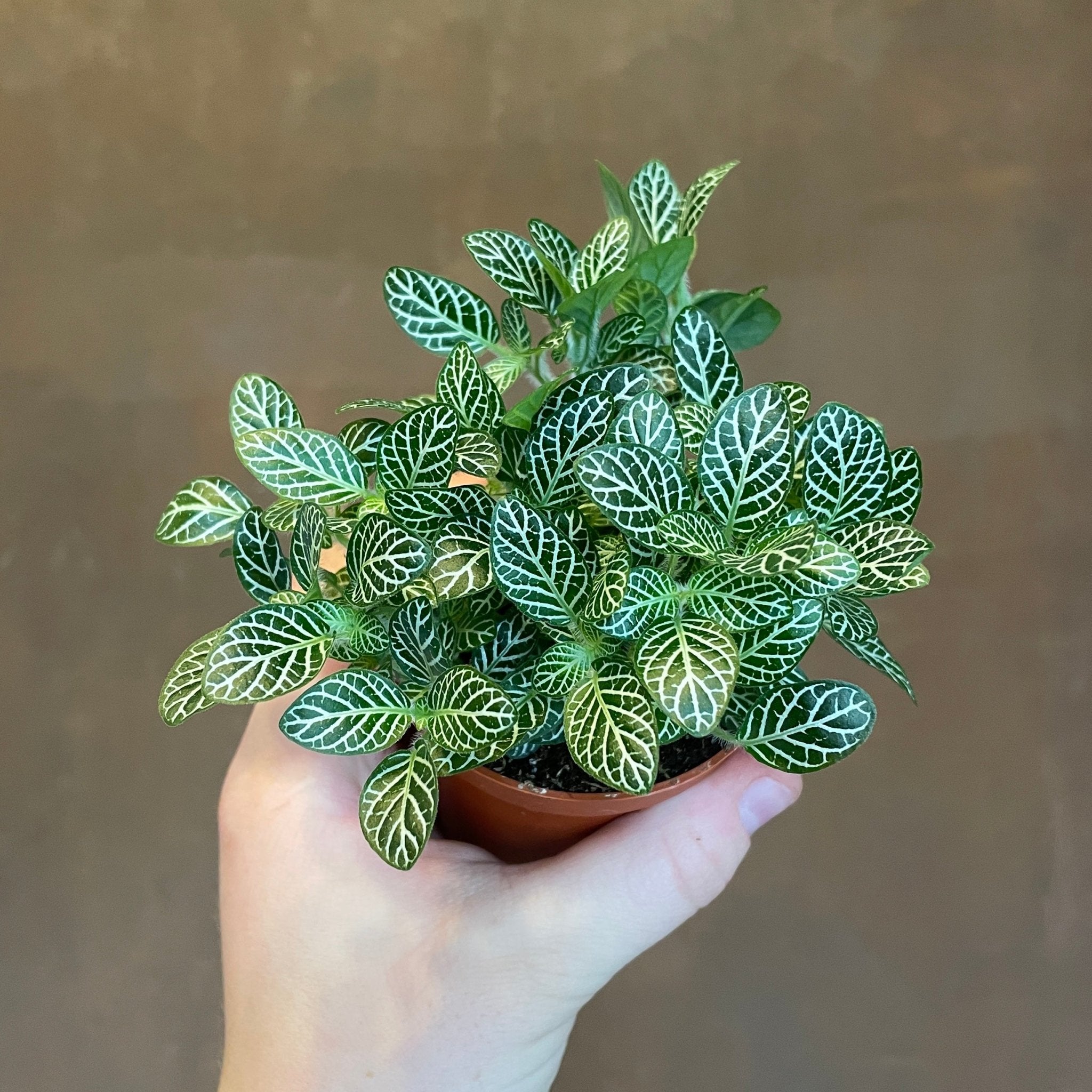 Fittonia ‘White’ (7cm pot) - grow urban. UK