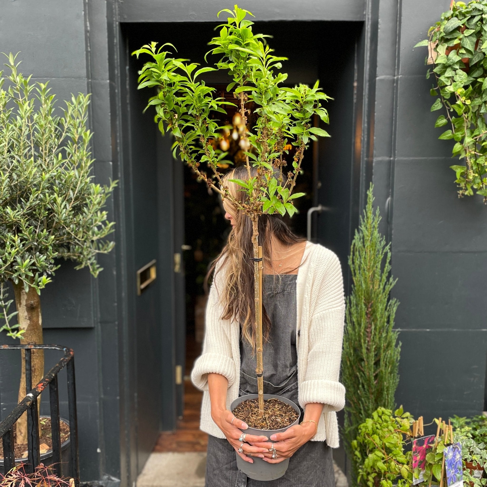 Forsythia × intermedia 'Weekend' - grow urban. UK